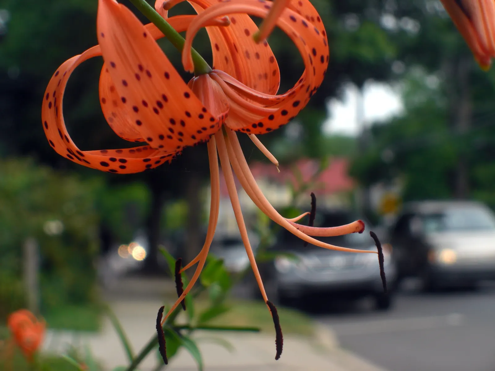Turkscap Lily (Lilium Superbum) — This species reaches lofty heights ranging from 3 to 9 feet; the Turk's-cap Lily (Lilium superbum) is a stunning