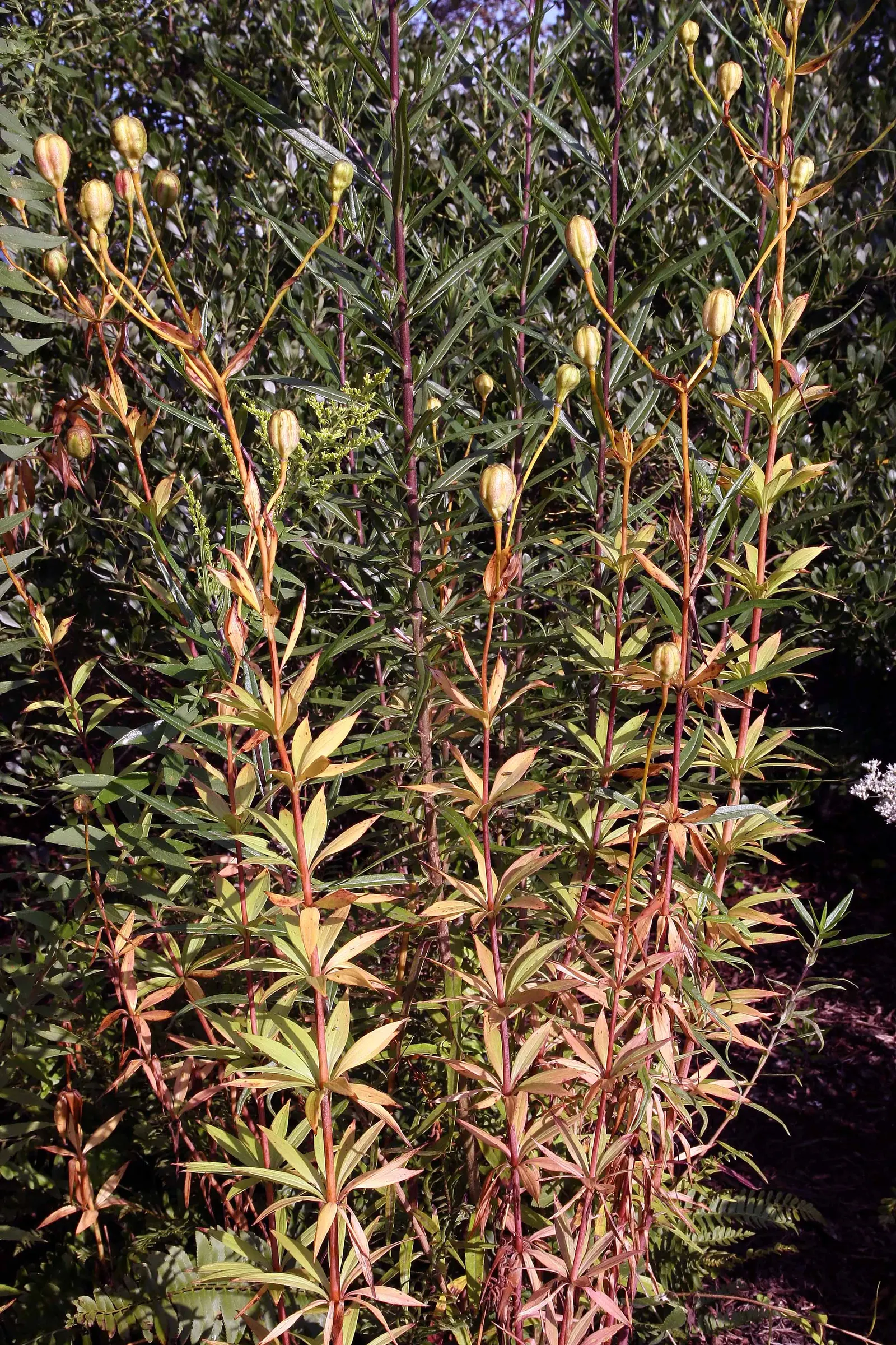 Turkscap Lily (Lilium Superbum) — orange flowers in the garden; <br><br>It boasts lance-shaped leaves that whorl around the sturdy stem