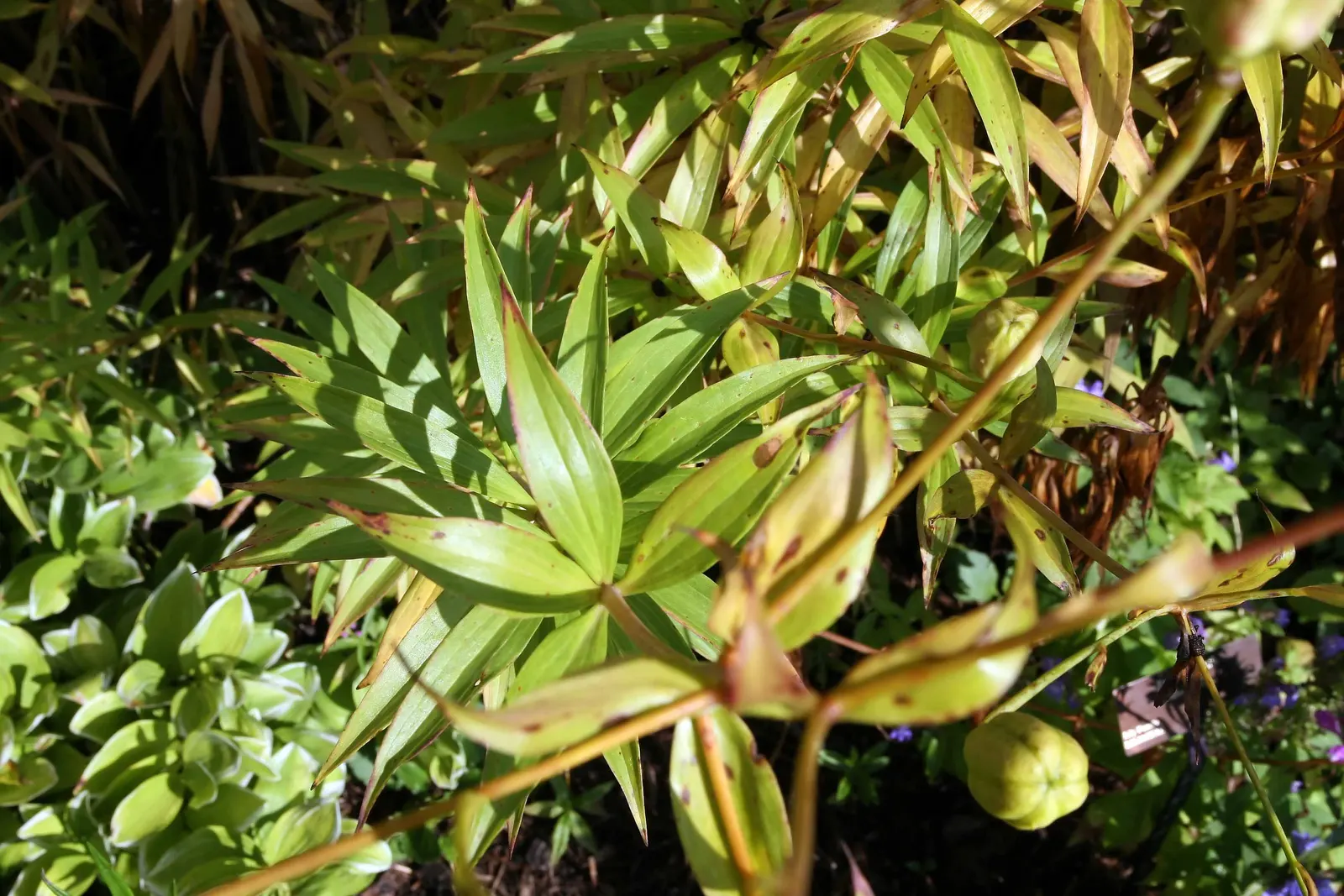 Turkscap Lily (Lilium Superbum) — It's ideal for adding vertical interest in borders or as a naturalizing woodland garden specimen