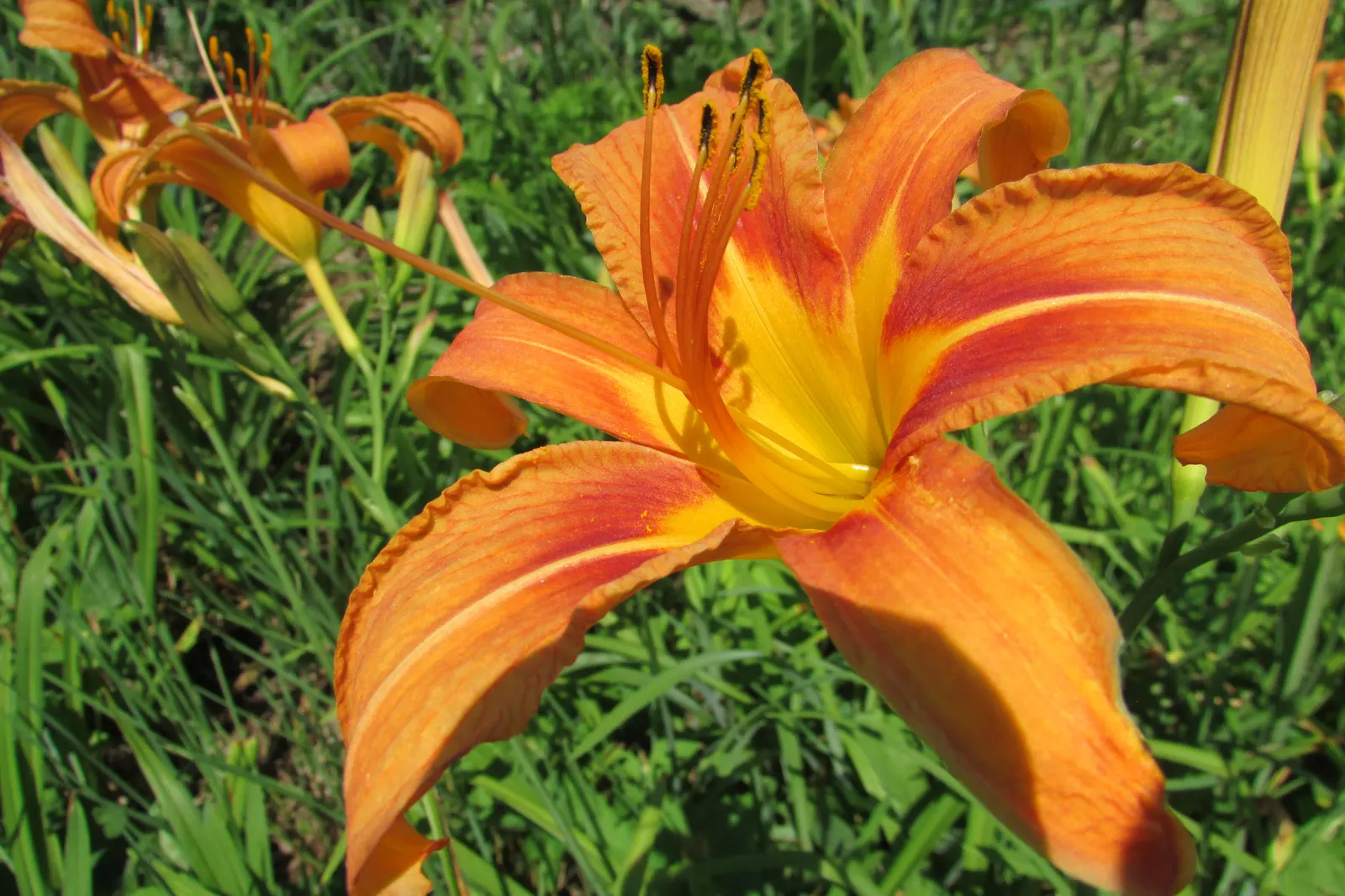 Turkscap Lily (Lilium Superbum) — with an average width of 2 to 4 inches; adding to the visual intricacy of the bloom.<br><br>For the optimal growth
