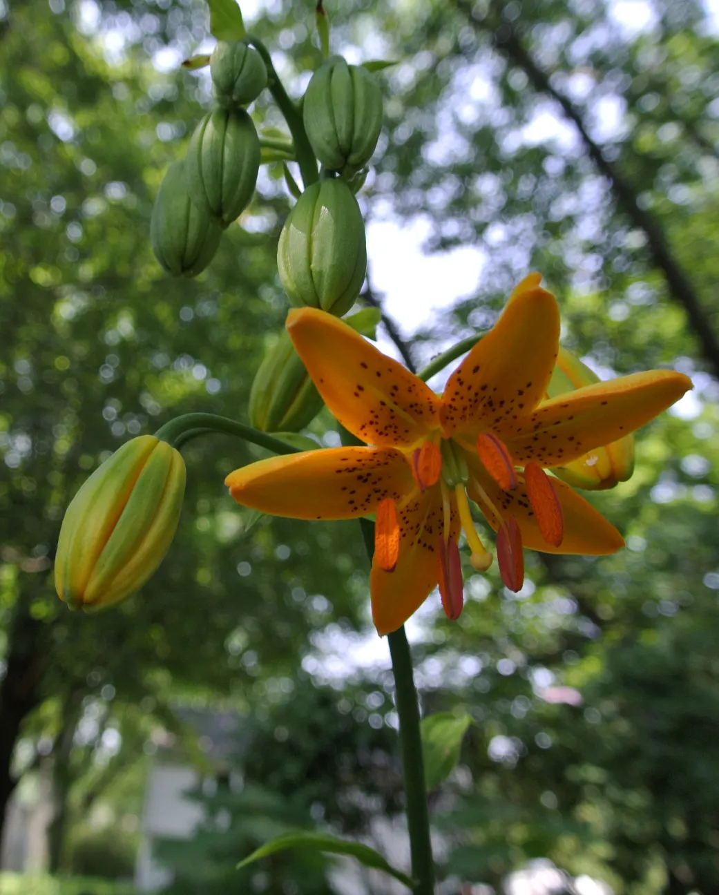 Turkscap Lily (Lilium Superbum) — which should be considered when planning your garden layout; with well-draining soil that remains moderately moist