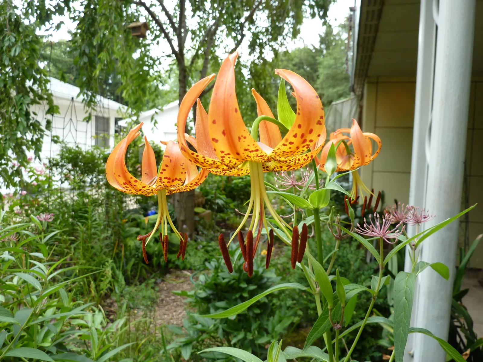 Turkscap Lily (Lilium Superbum) — Inform clients that these lilies are relatively deer-resistant