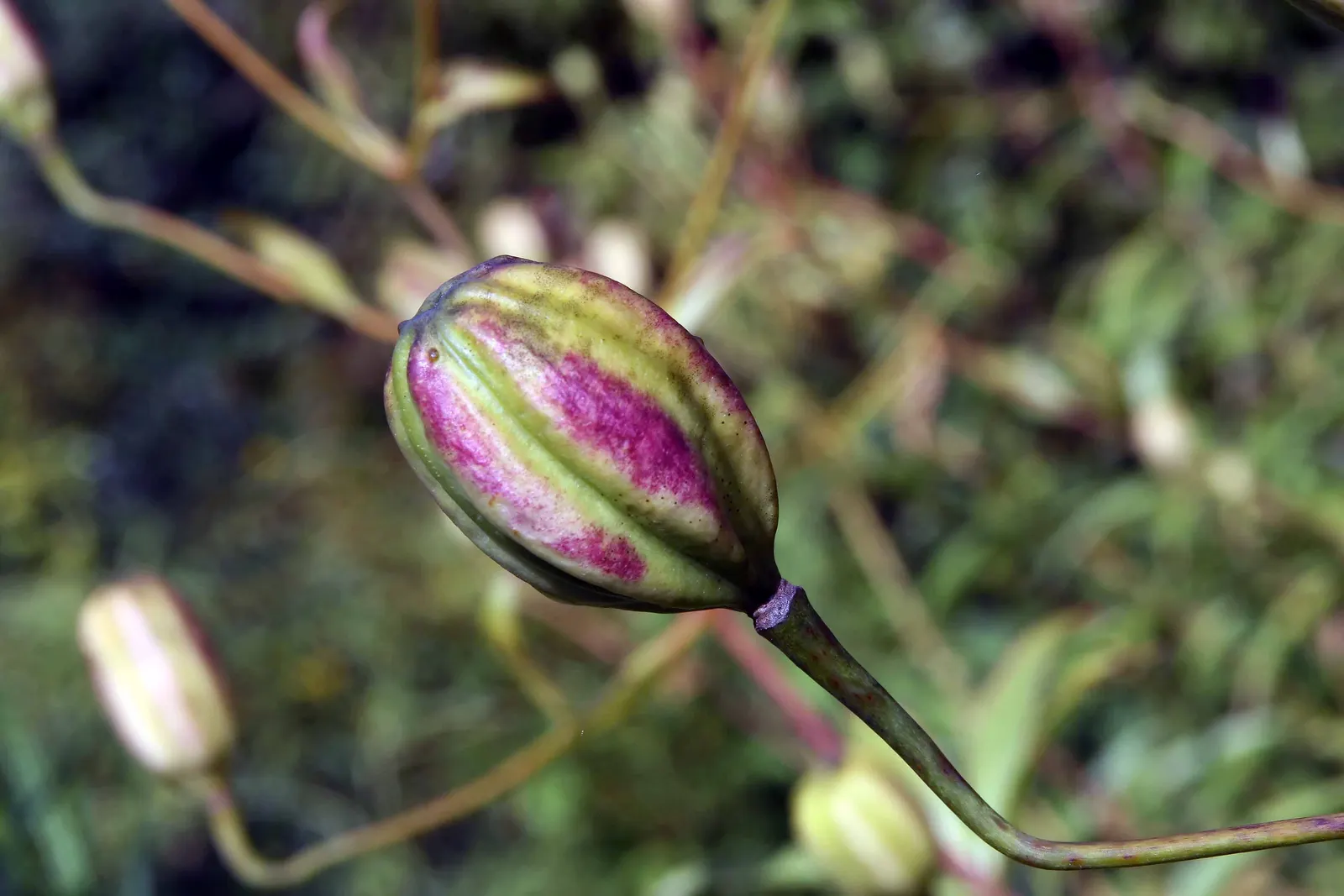 Turkscap Lily (Lilium Superbum) — The Turk's-cap Lily (Lilium superbum) is a stunning