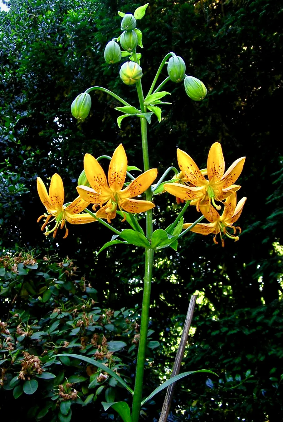 Turkscap Lily (Lilium Superbum) — it spans 2-4 inches wide and carries 20-40 blossoms per stalk in summer; making them a spectacular choice for borders