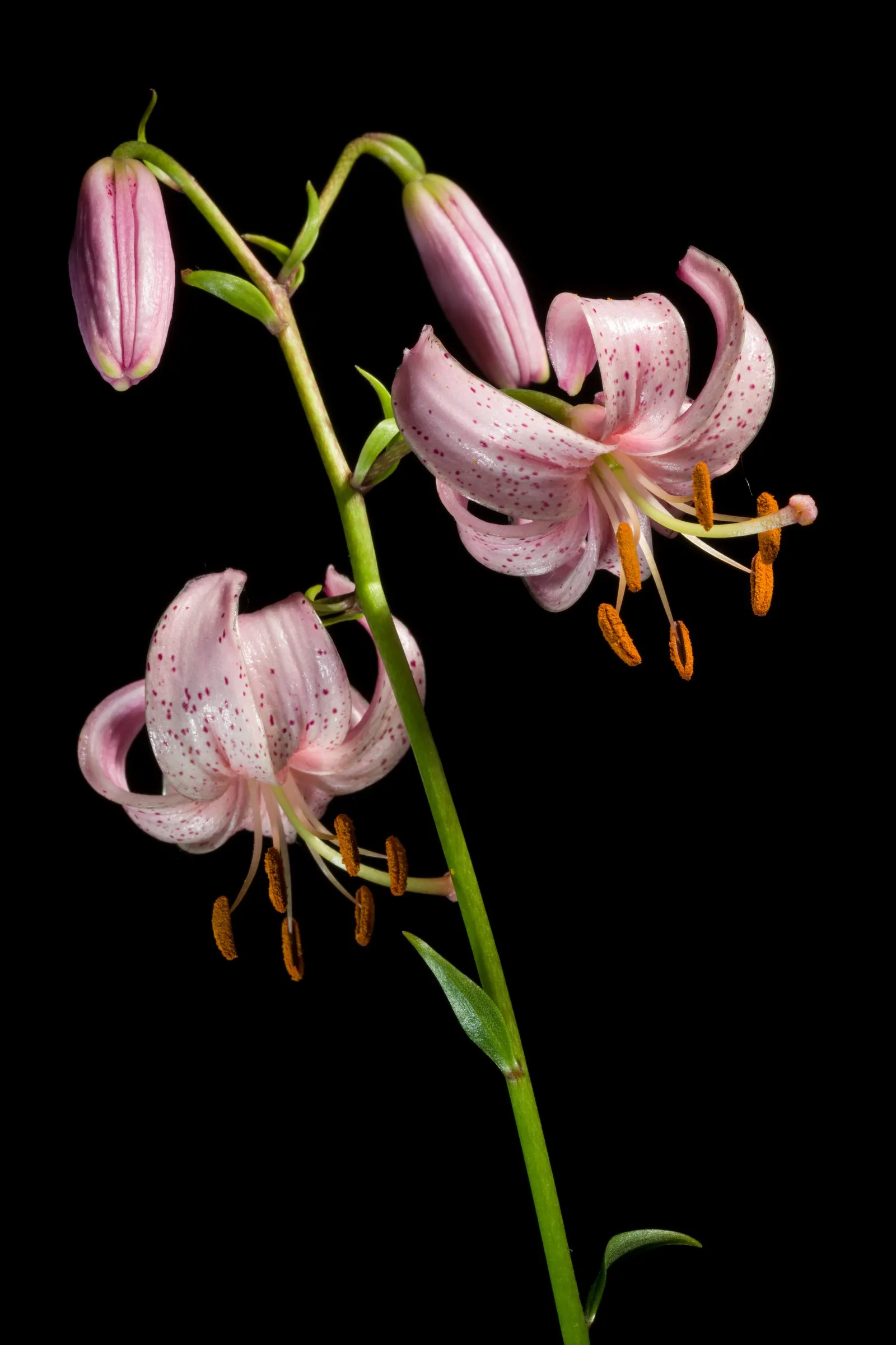 Turkscap Lily (Lilium Superbum) — orange flowers in the garden