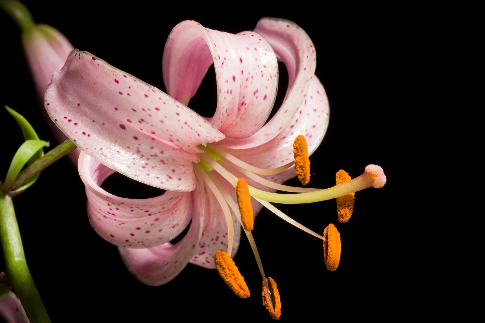 Turkscap Lily (Lilium Superbum) — plant your Lilium superbum bulbs in a location that provides full sun to partial shade