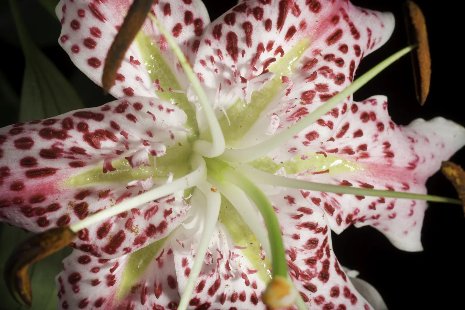 Turkscap Lily (Lilium Superbum) — depending on growing conditions; lending a lush green backdrop against which the striking flowers can shine