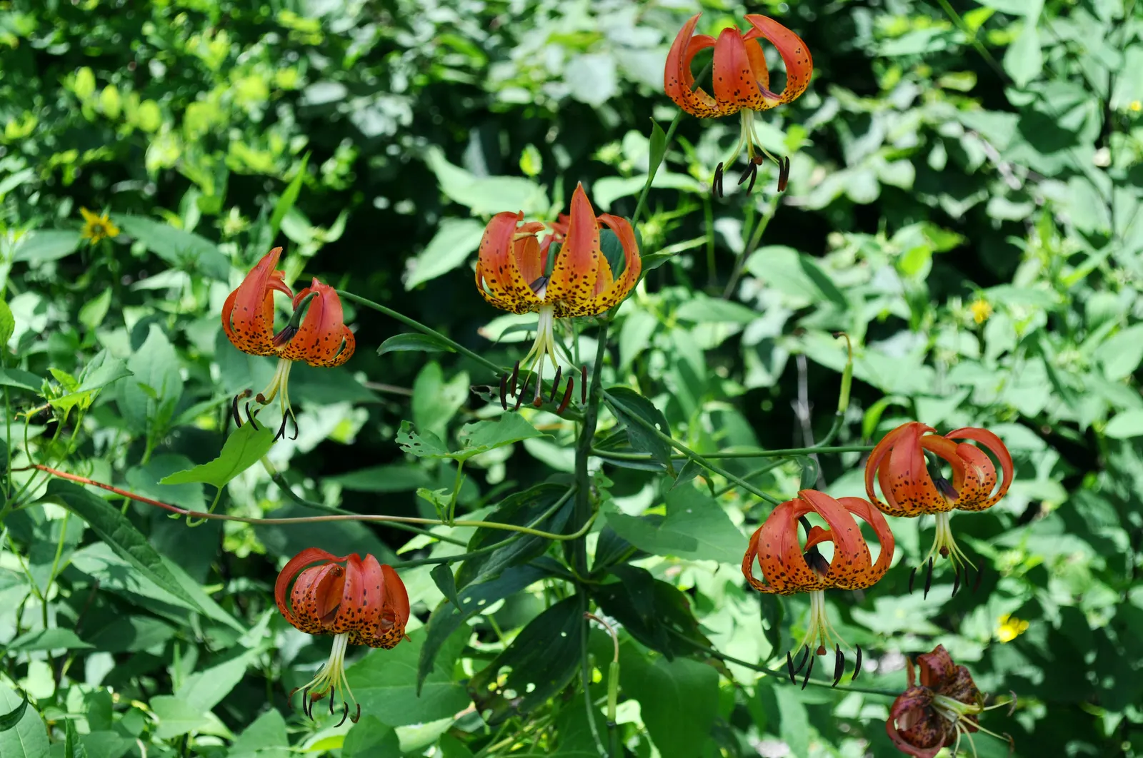 Turkscap Lily (Lilium Superbum) — This lily prefers slightly acidic to neutral pH soils; the Turkscap Lily (Lilium superbum) is a stunning perennial reaching