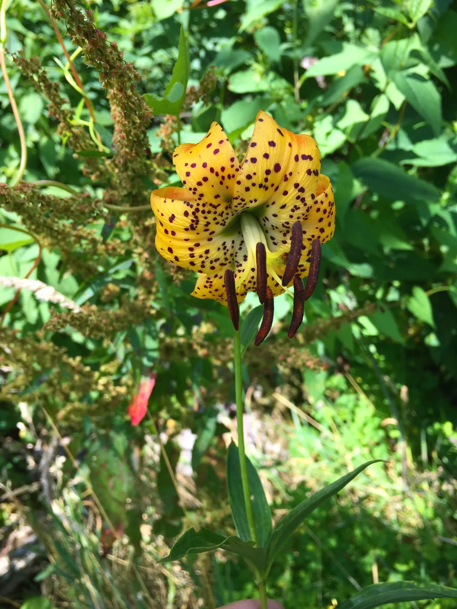 Turkscap Lily (Lilium Superbum) — lending a lush green backdrop against which the striking flowers can shine
