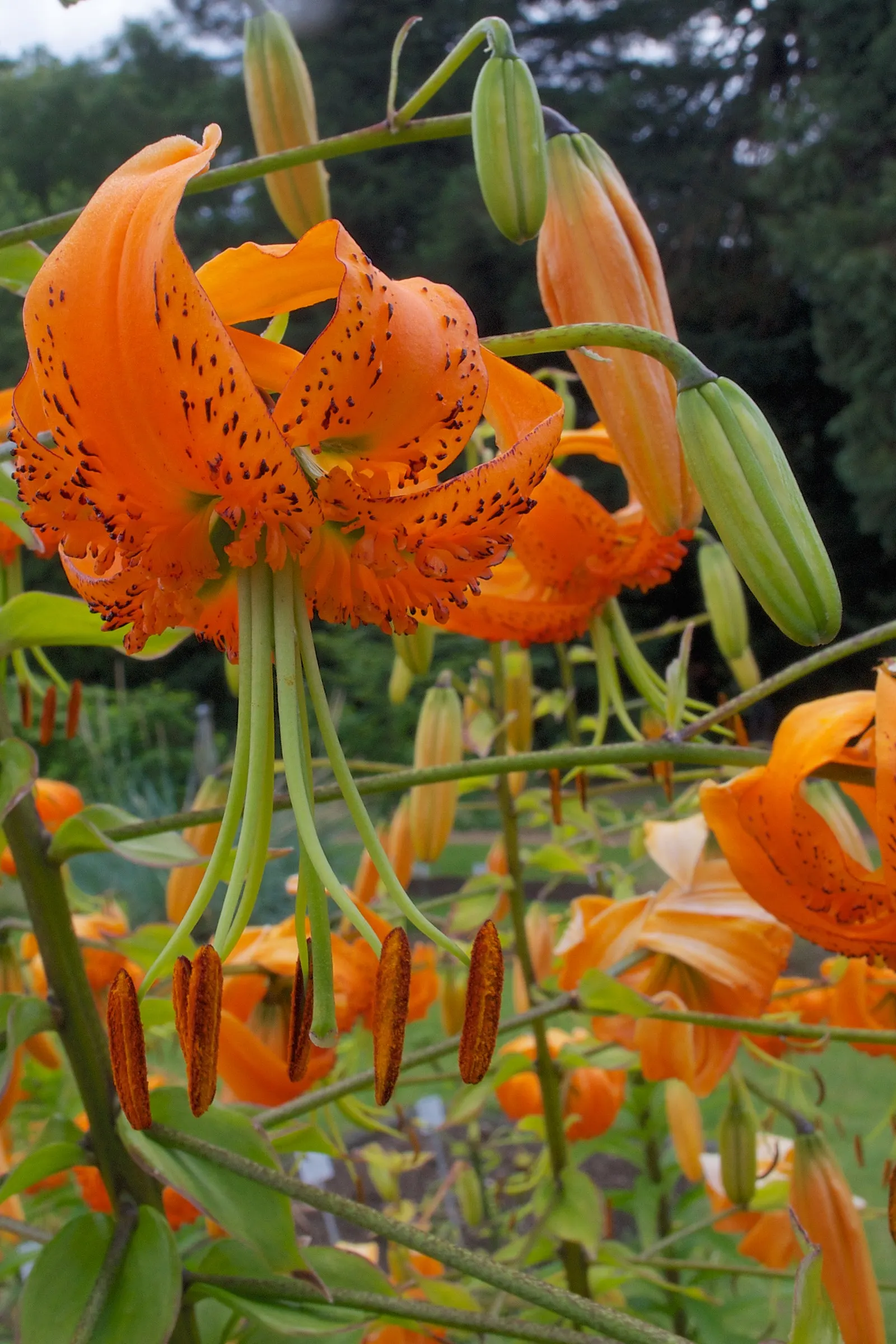 Turkscap Lily (Lilium Superbum) — making them a spectacular choice for borders