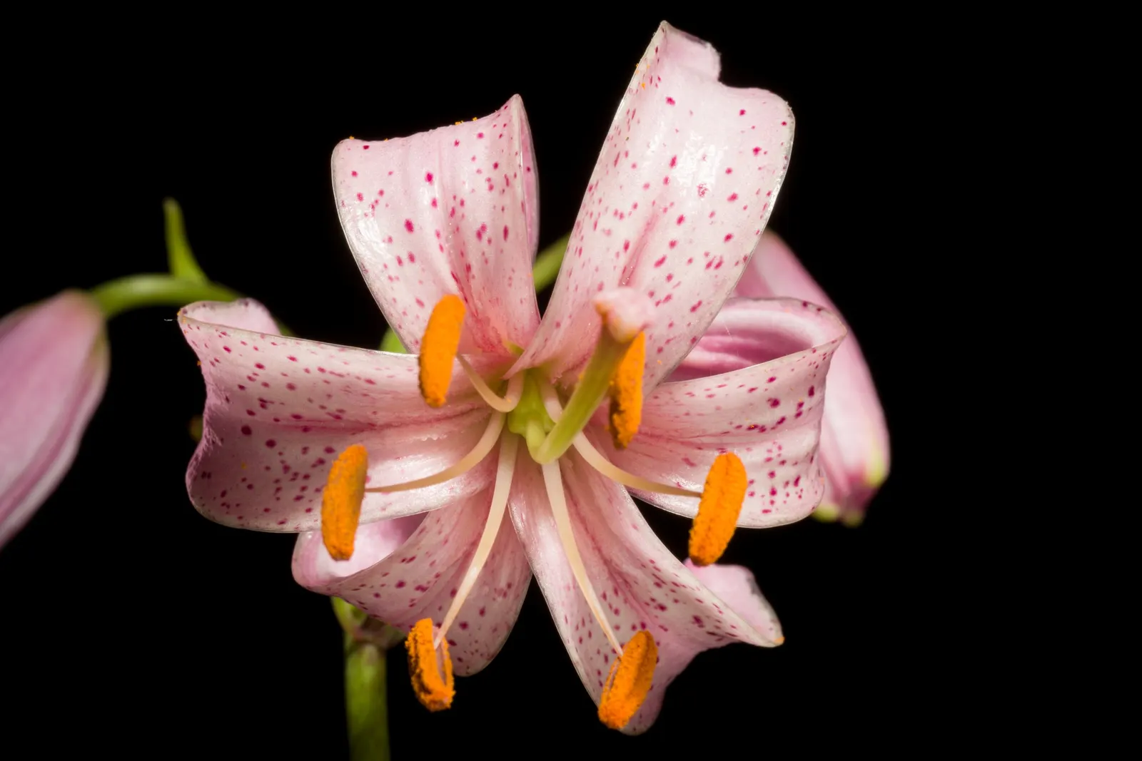 Turkscap Lily (Lilium Superbum) — The Turkscap Lily (Lilium superbum) is a stunning perennial reaching heights of 3-7 feet
