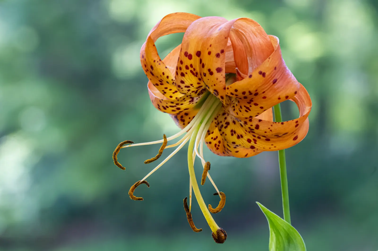 Turkscap Lily (Lilium Superbum) — recurved petals speckled with purple spots