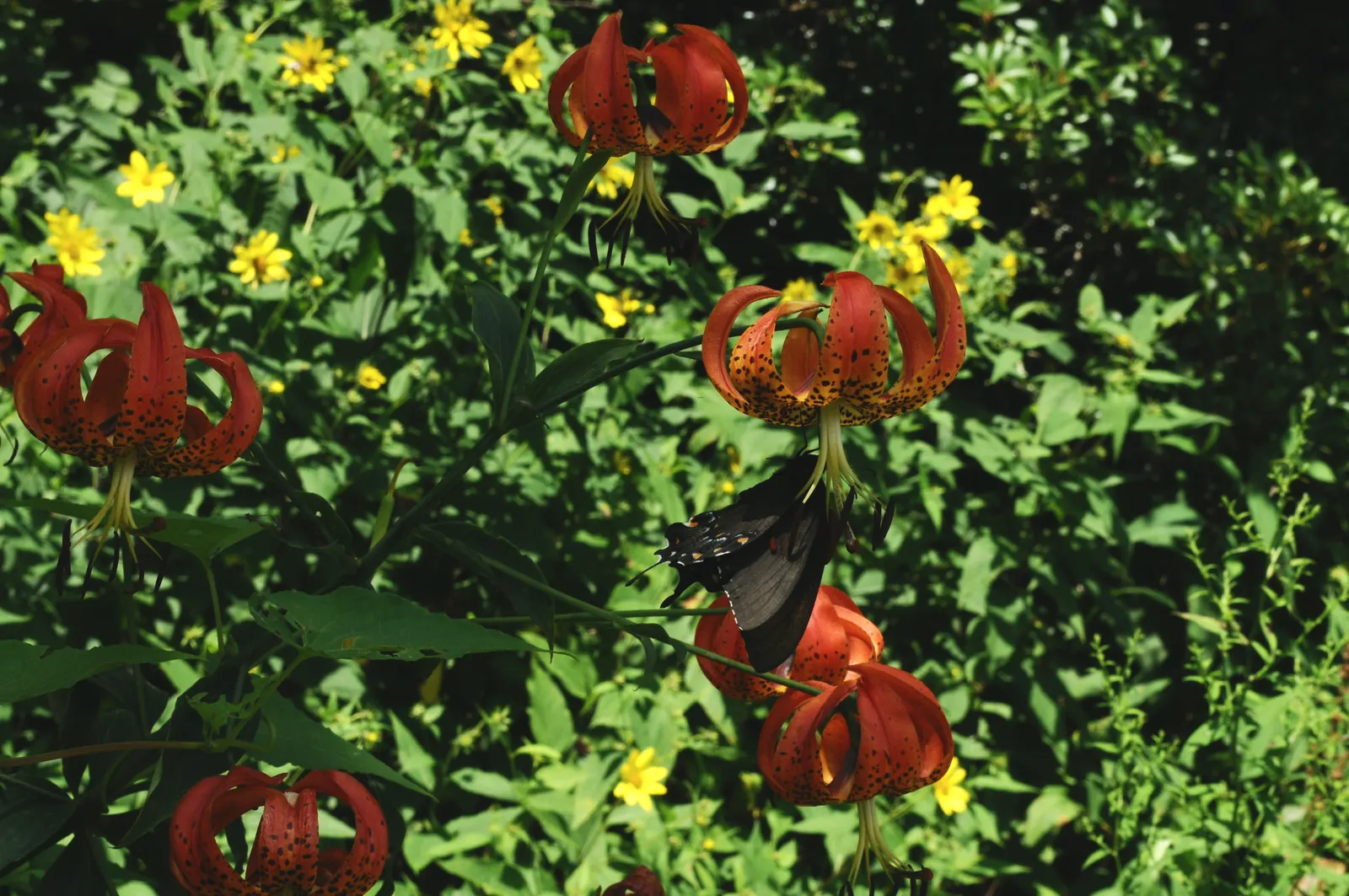 Turkscap Lily (Lilium Superbum) — adding to the visual intricacy of the bloom.<br><br>For the optimal growth