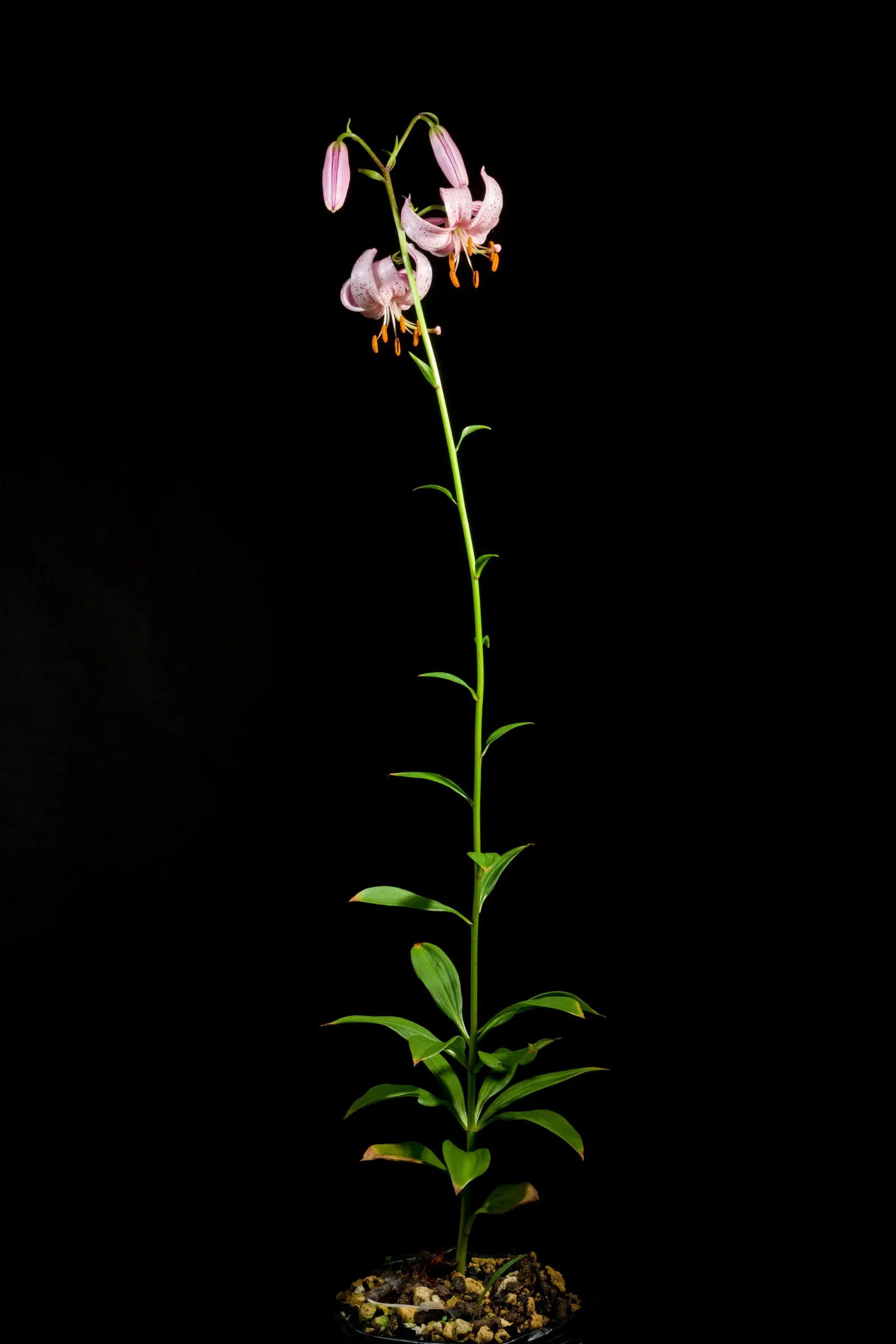 Turkscap Lily (Lilium Superbum) — Characterized by its vibrant orange; depending on growing conditions