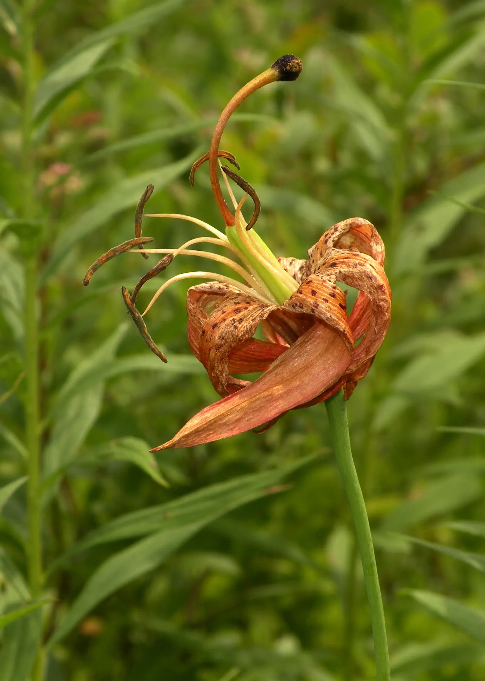 Turkscap Lily (Lilium Superbum) — native to eastern North America; providing ecological benefits in addition to their aesthetic value, image 68
