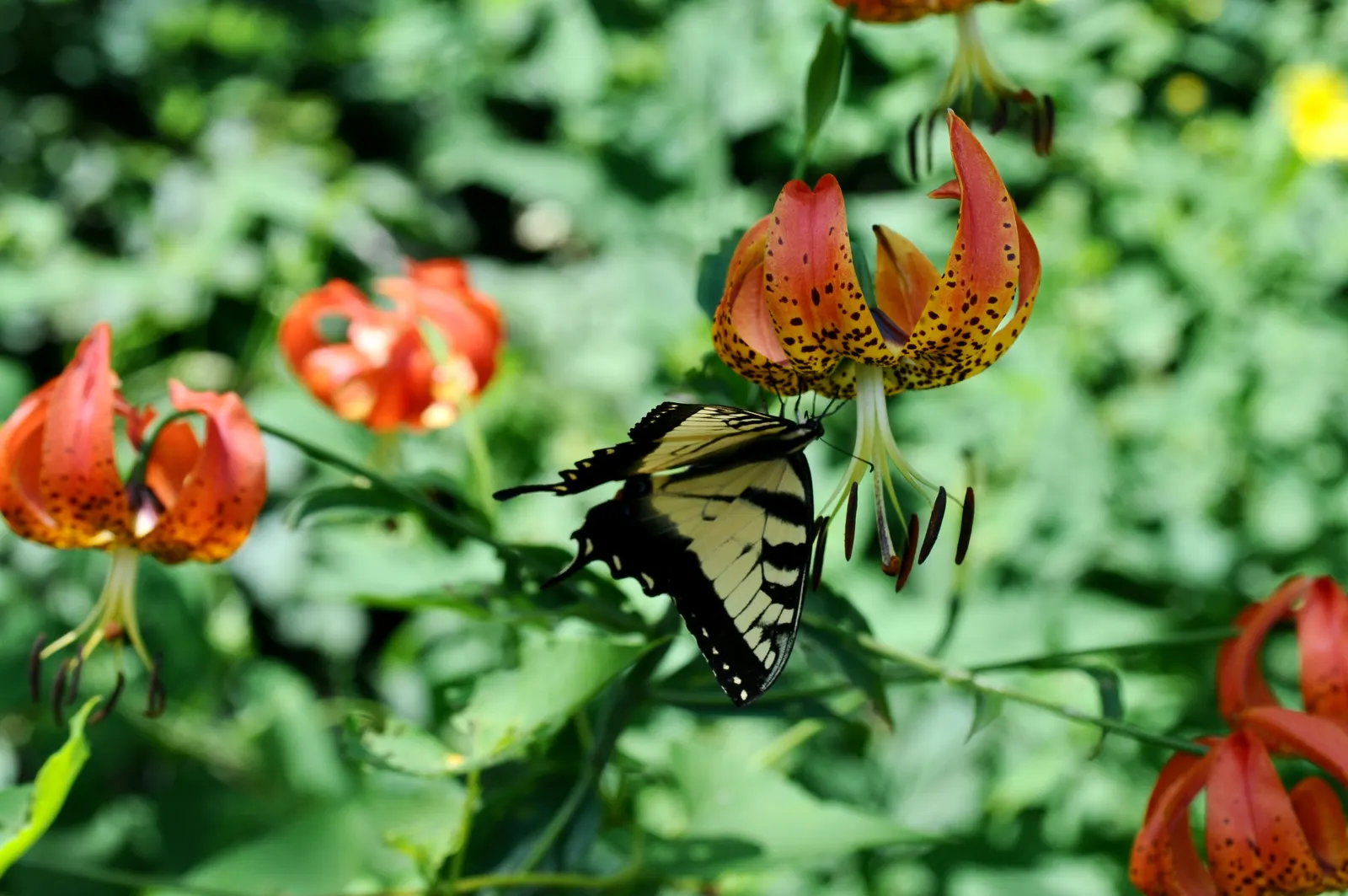 Turkscap Lily (Lilium Superbum) — which can be an added advantage in many regions