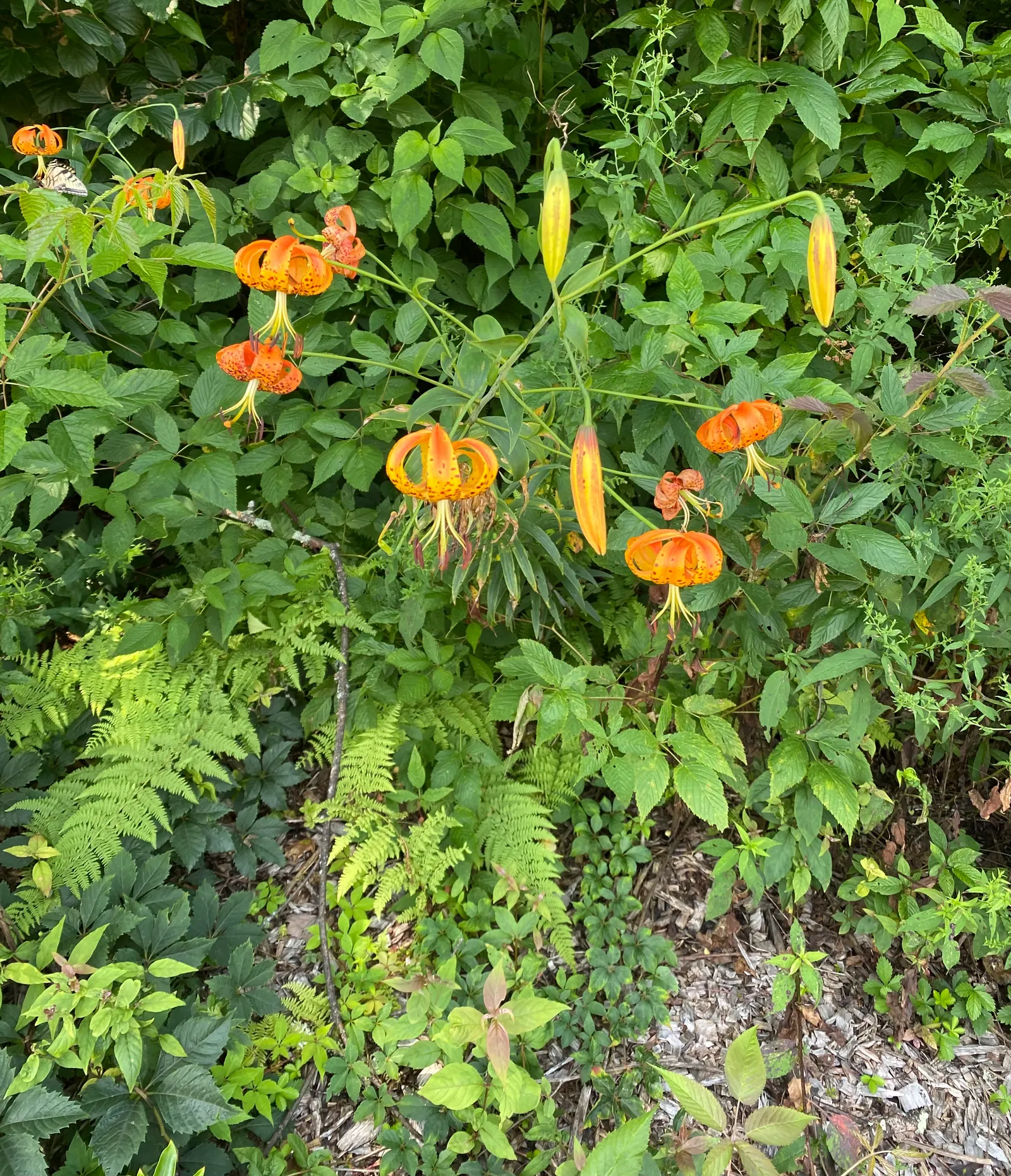 Turkscap Lily (Lilium Superbum) — that adds a dramatic and colorful presence to any landscape design; bulb for full or half, image 69