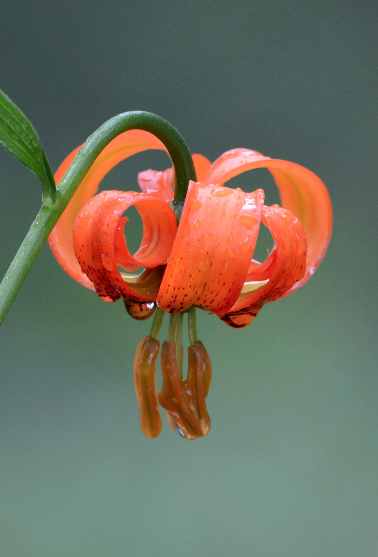 Turkscap Lily (Lilium Superbum) — Characterized by its vibrant orange
