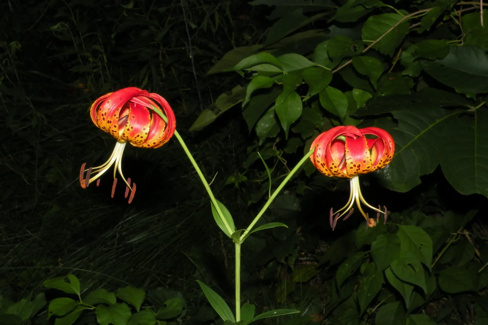 Turkscap Lily (Lilium Superbum) — lending a lush green backdrop against which the striking flowers can shine; this North American native prefers moist