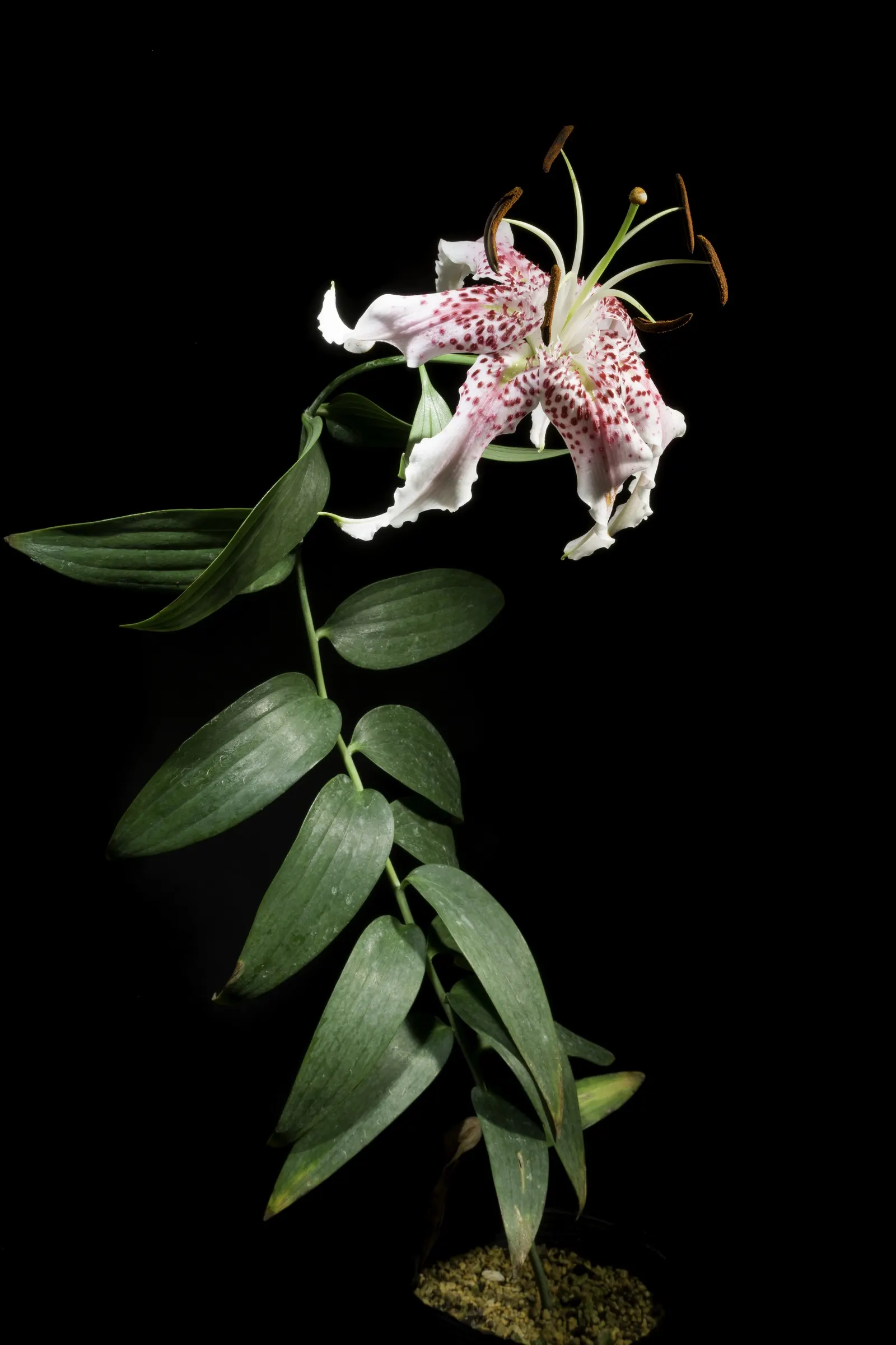 Turkscap Lily (Lilium Superbum) — The Turk's-cap Lily (Lilium superbum) is a stunning; with an average width of 2 to 4 inches, image 67