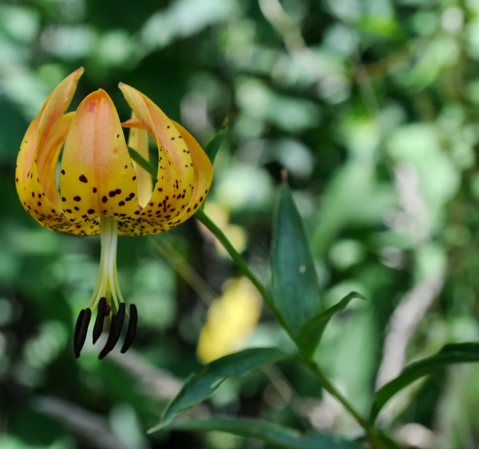 Turkscap Lily (Lilium Superbum) — recurved petals speckled with purple spots; the petals are spotted with rich maroon, image 63