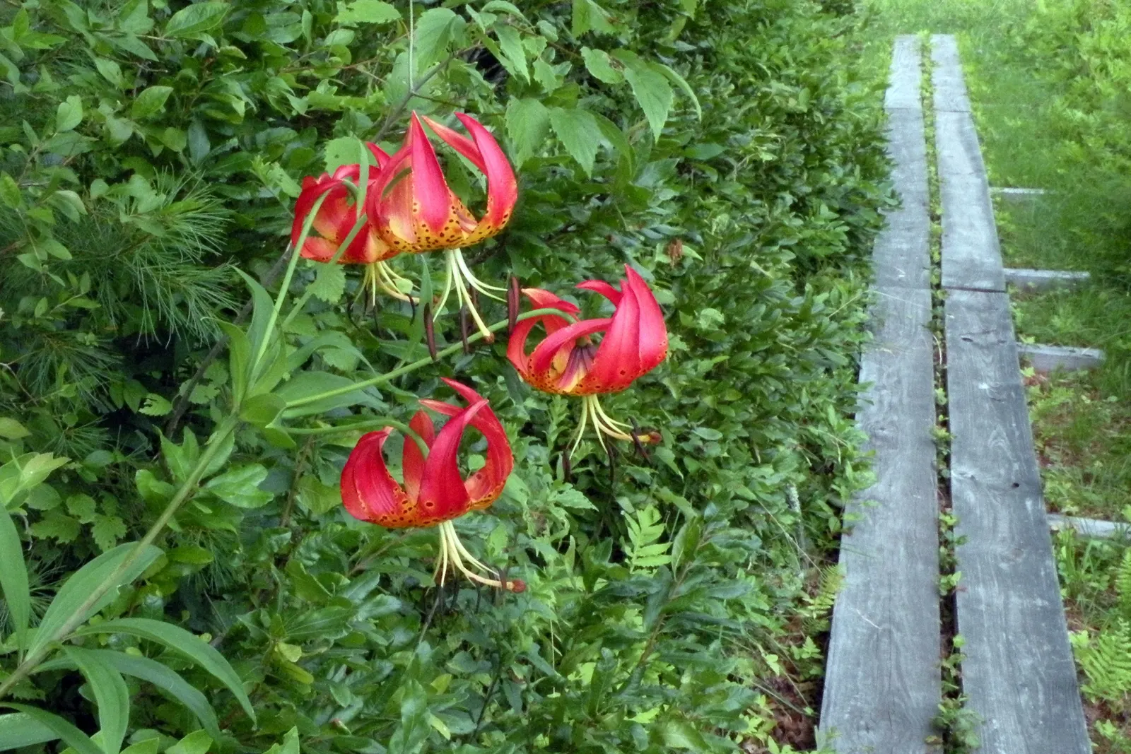 Turkscap Lily (Lilium Superbum) — Characterized by its vibrant orange; depending on growing conditions, image 62