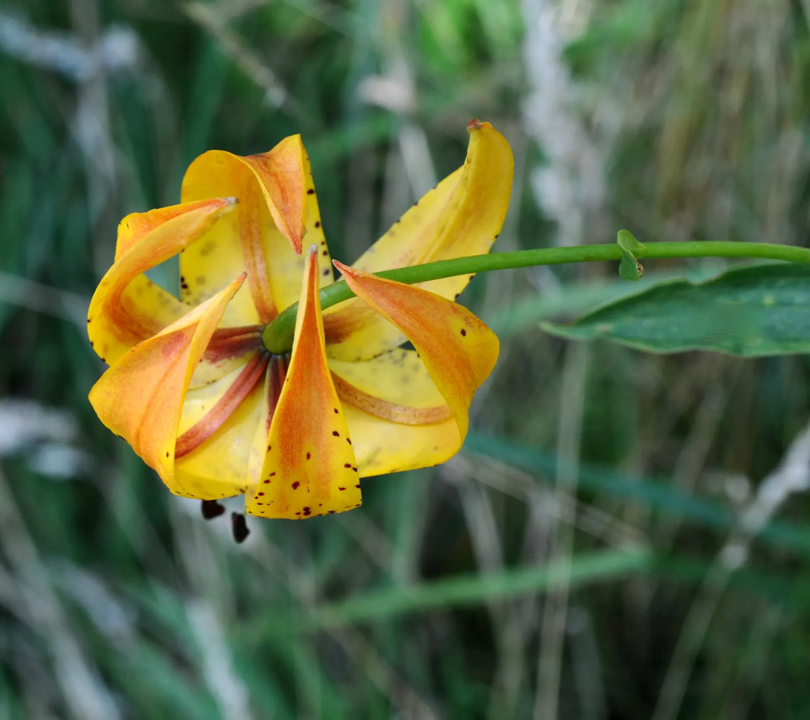 Turkscap Lily (Lilium Superbum) — providing ecological benefits in addition to their aesthetic value