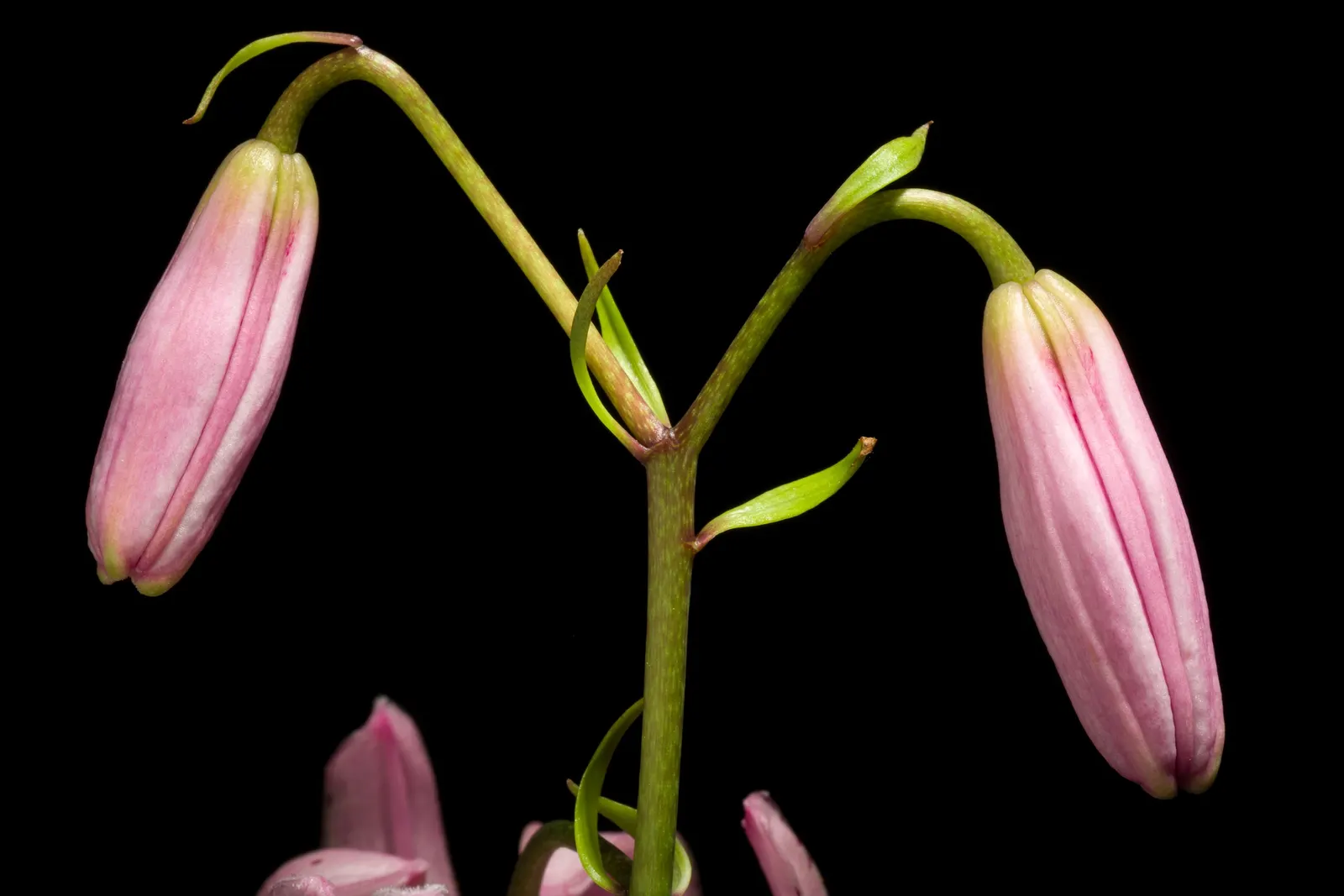 Turkscap Lily (Lilium Superbum) — they offer height variation and a burst of summer color