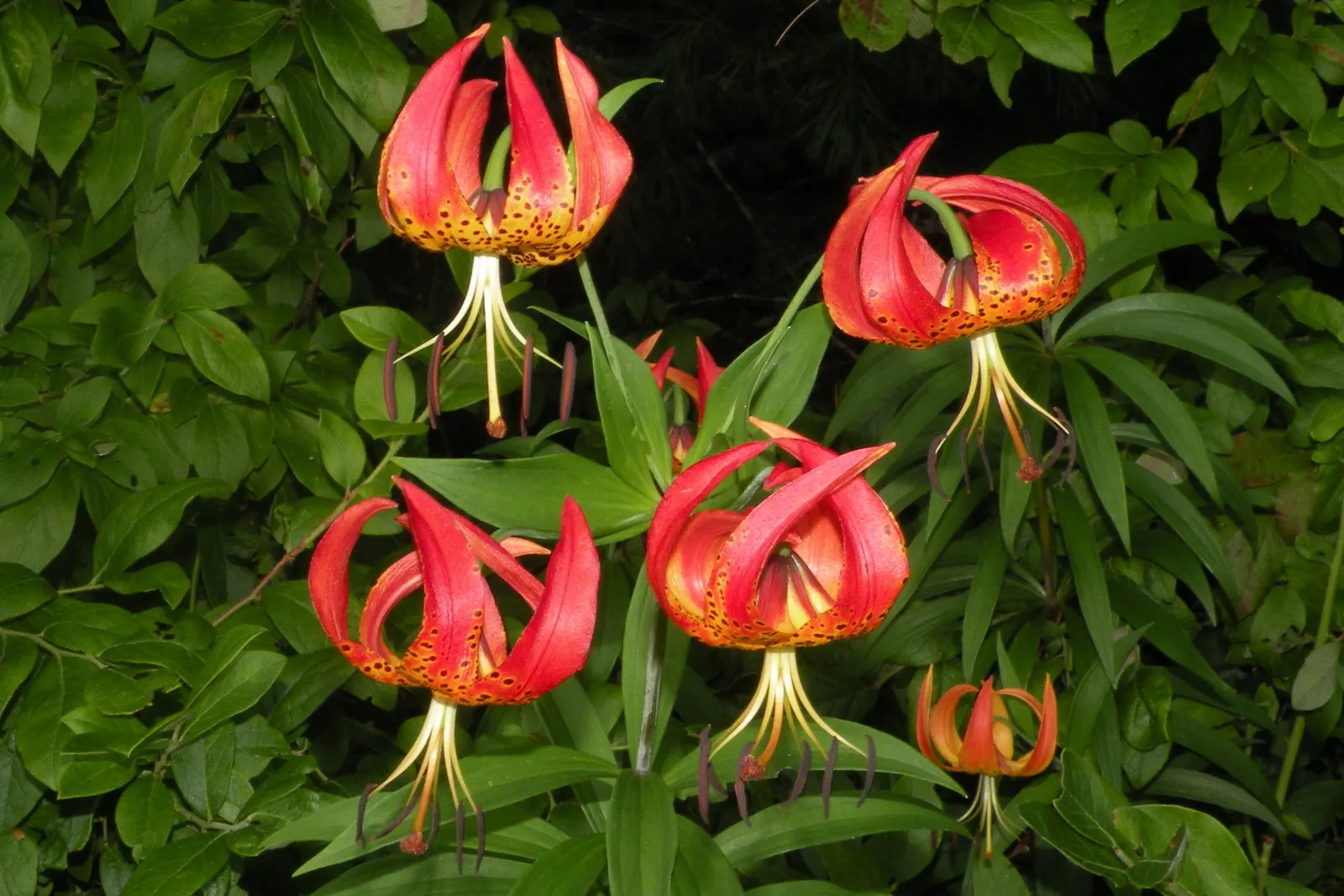 Turkscap Lily (Lilium Superbum) — it spans 2-4 inches wide and carries 20-40 blossoms per stalk in summer