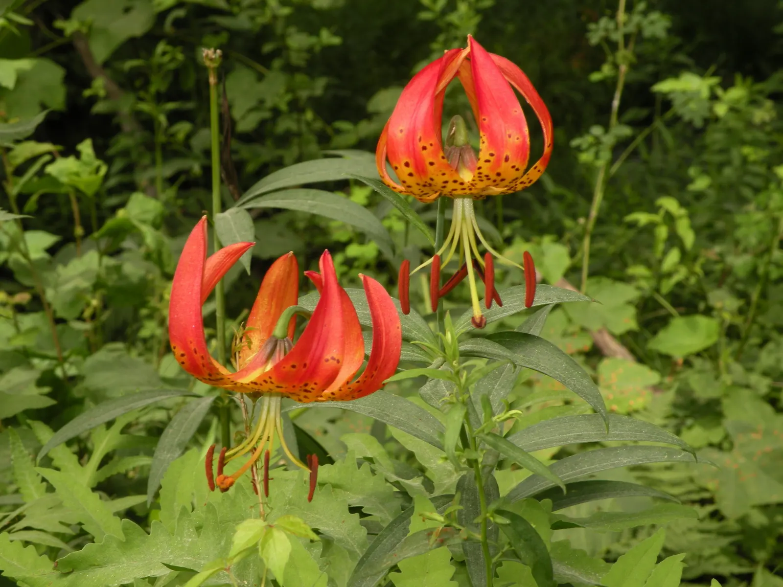Turkscap Lily (Lilium Superbum) — Each flower consists of 6 vivid orange petals that are recurved, resembling a Turk's turban, hence the name; inform clients
