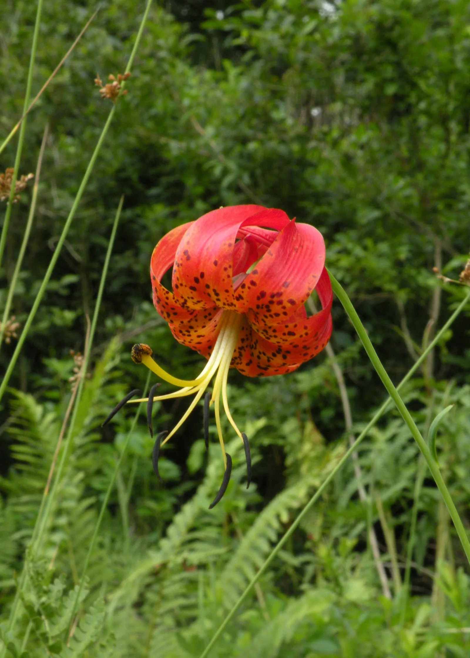 Turkscap Lily (Lilium Superbum) — that adds a dramatic and colorful presence to any landscape design; bulb for full or half