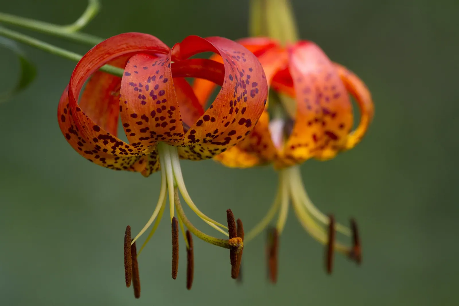 Turkscap Lily (Lilium Superbum) — bulb for full or half