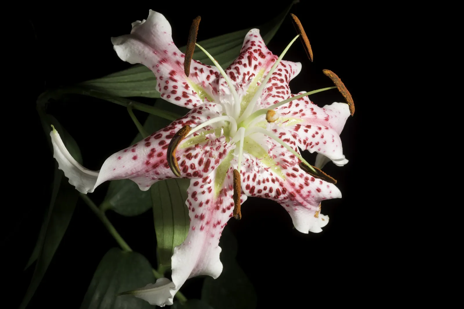 Turkscap Lily (Lilium Superbum) — with well-draining soil that remains moderately moist; they offer height variation and a burst of summer color