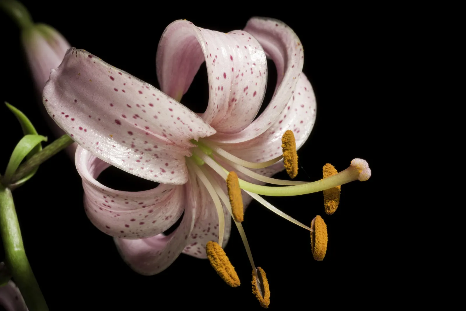 Turkscap Lily (Lilium Superbum) — making them a spectacular choice for borders; this lily prefers slightly acidic to neutral pH soils