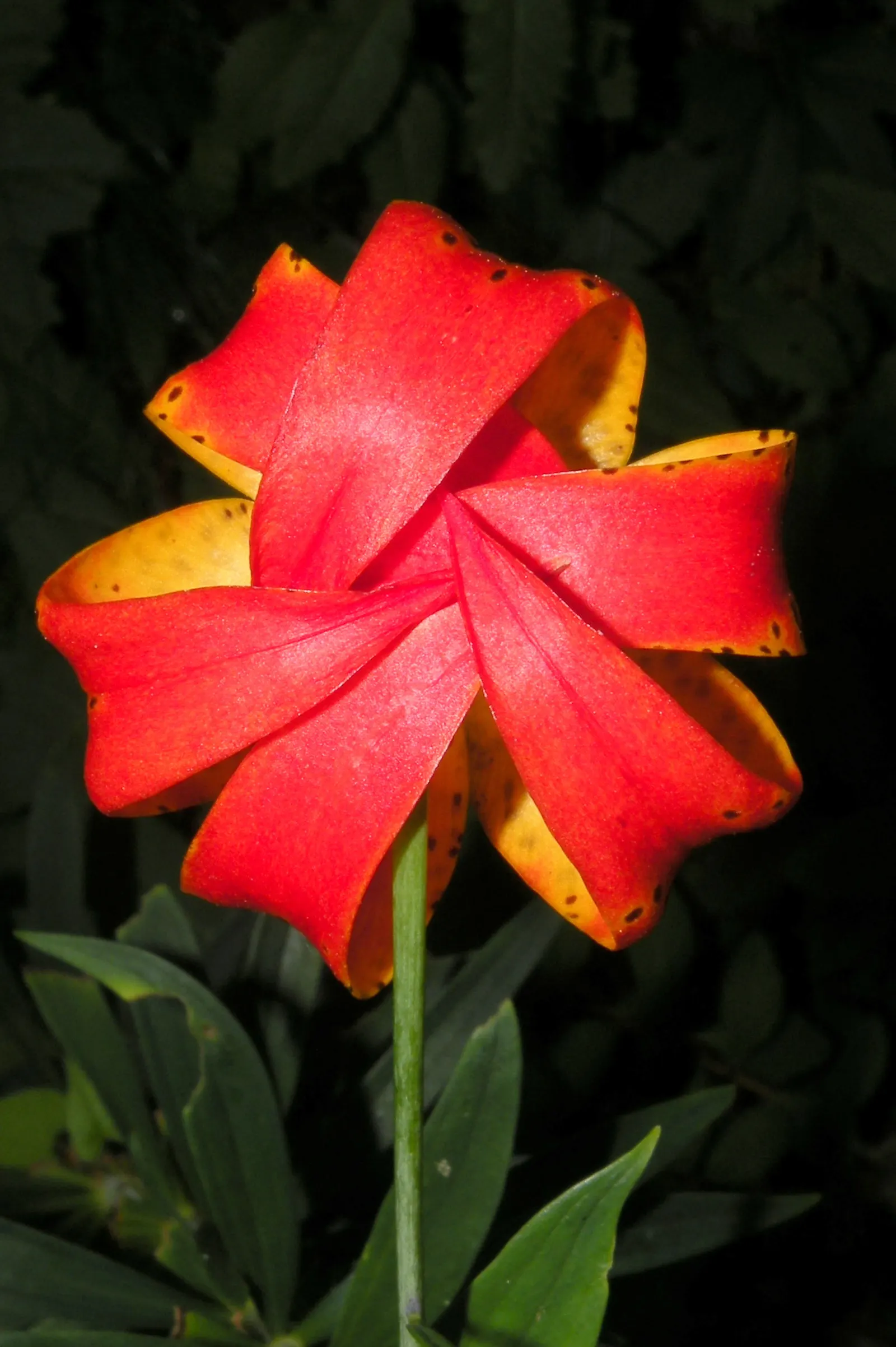 Turkscap Lily (Lilium Superbum) — they offer height variation and a burst of summer color; which appear from late June to August