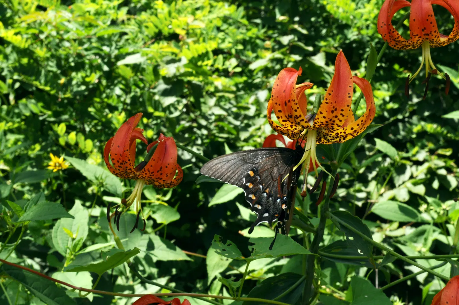 Turkscap Lily (Lilium Superbum) — native to eastern North America