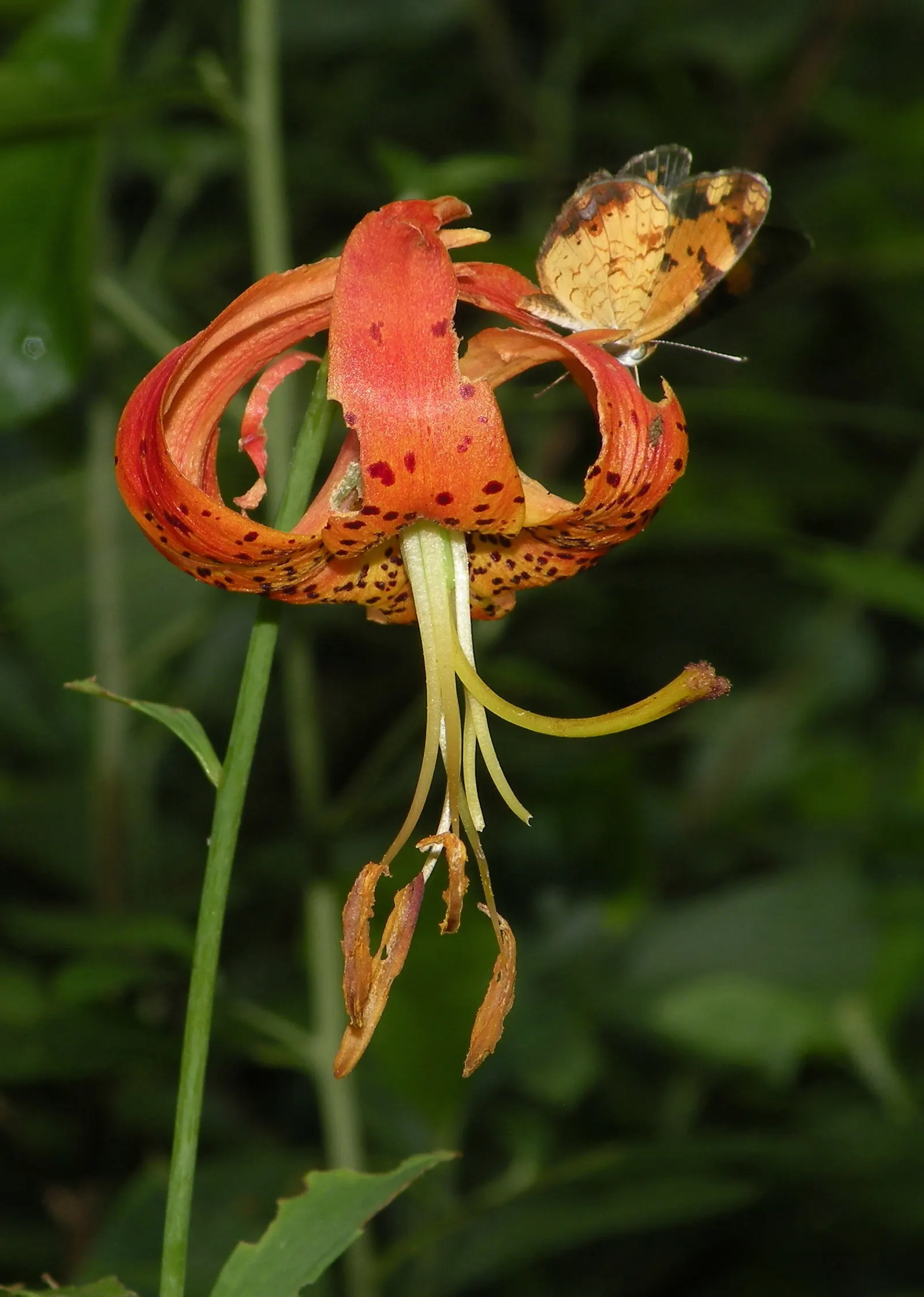 Turkscap Lily (Lilium Superbum) — depending on growing conditions