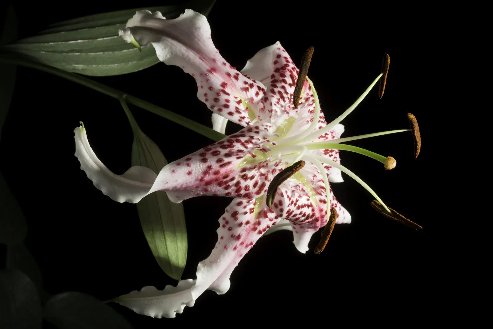 Turkscap Lily (Lilium Superbum) — bulb for full or half; which can be an added advantage in many regions