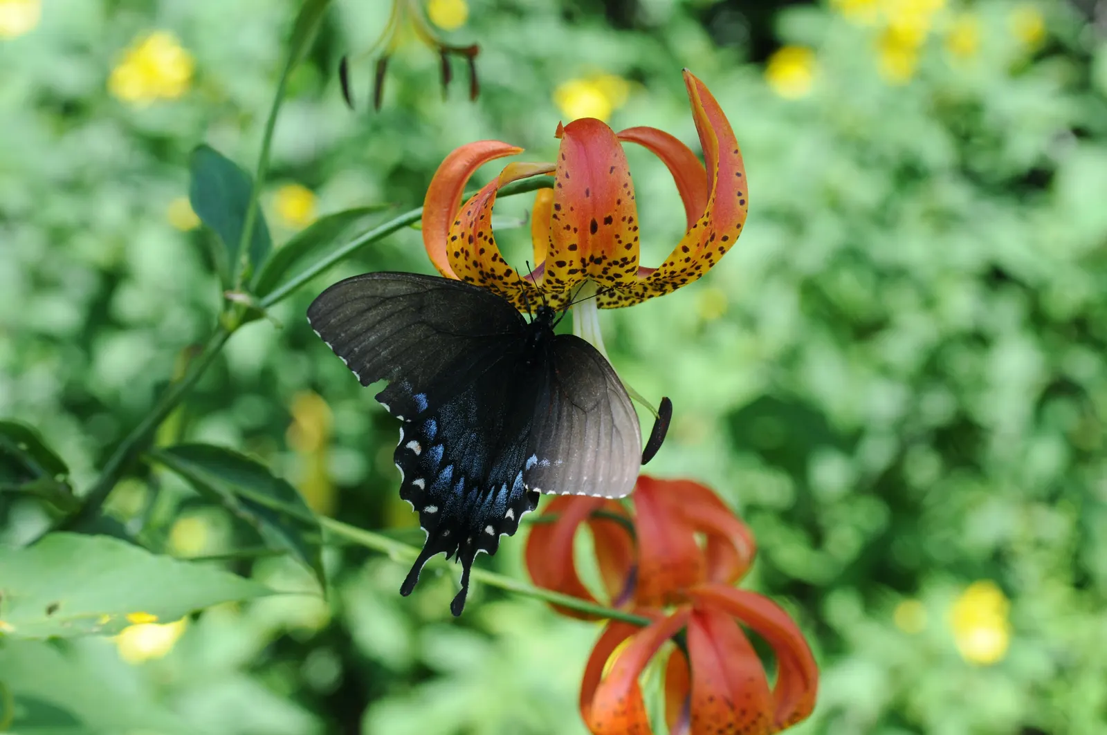 Turkscap Lily (Lilium Superbum) — This North American native prefers moist, well-draining soil and partial shade to full sun