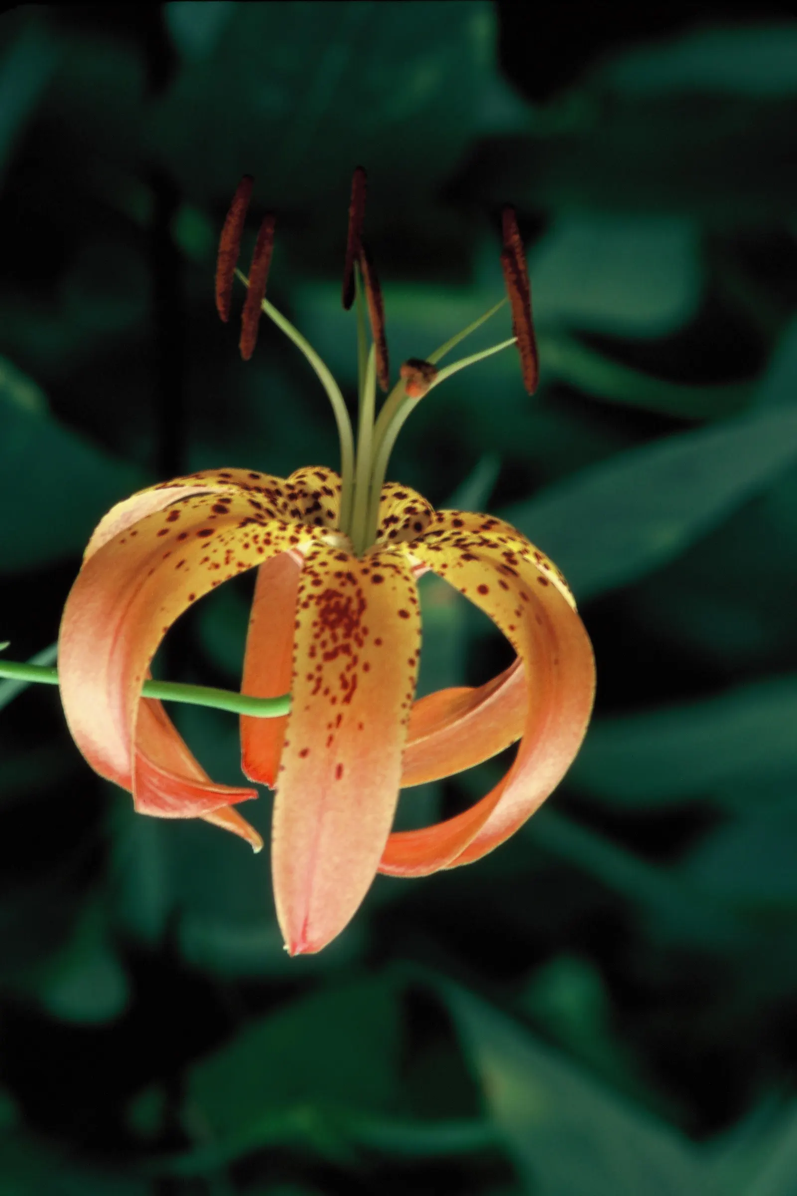 Turkscap Lily (Lilium Superbum) — This North American native prefers moist, well-draining soil and partial shade to full sun; characterized by its, image 65