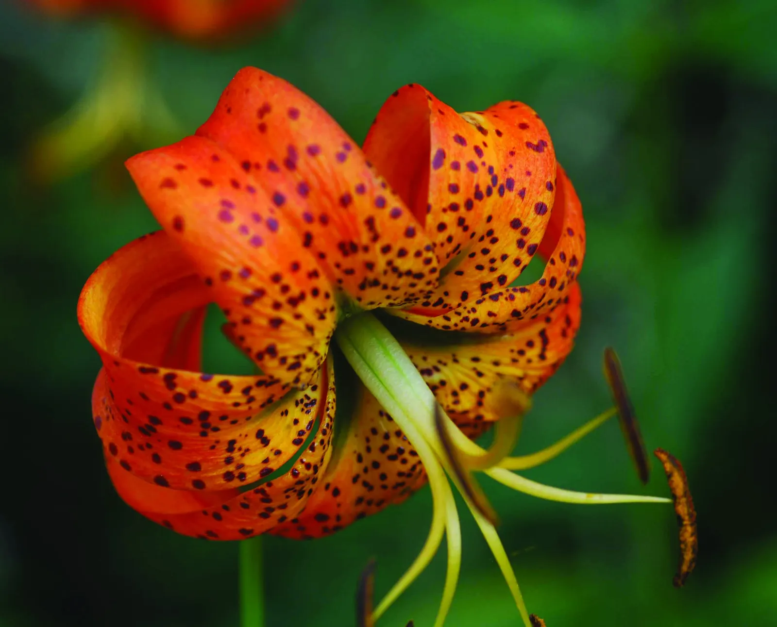 Turkscap Lily (Lilium Superbum) — with an average width of 2 to 4 inches