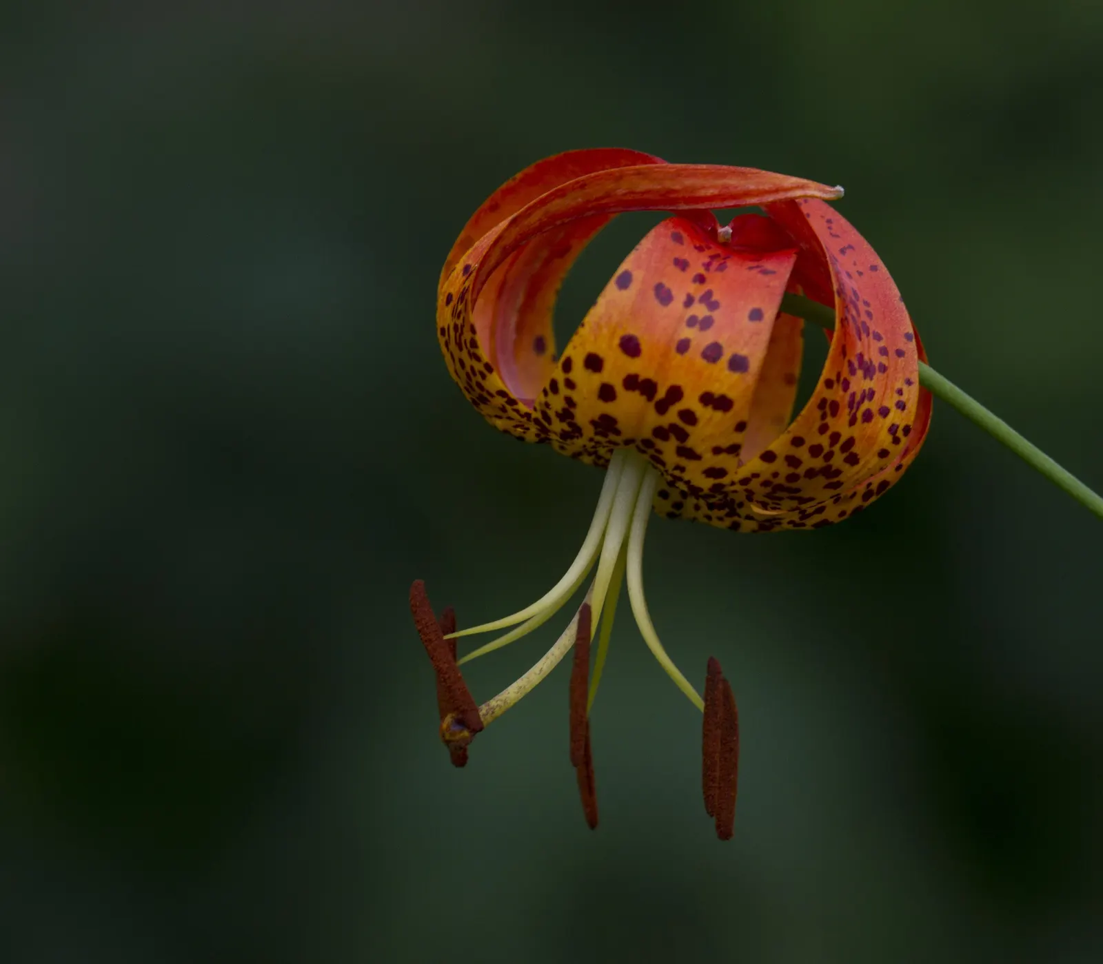 Turkscap Lily (Lilium Superbum) — bulb with orange blooms; plant your Lilium superbum bulbs in a location that provides full sun to partial shade