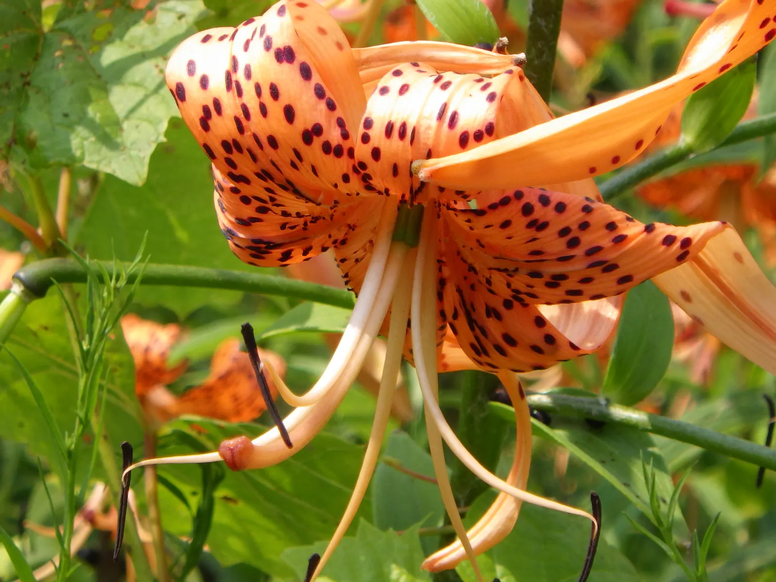 Turkscap Lily (Lilium Superbum) — This North American native prefers moist, well-draining soil and partial shade to full sun; characterized by its vibrant
