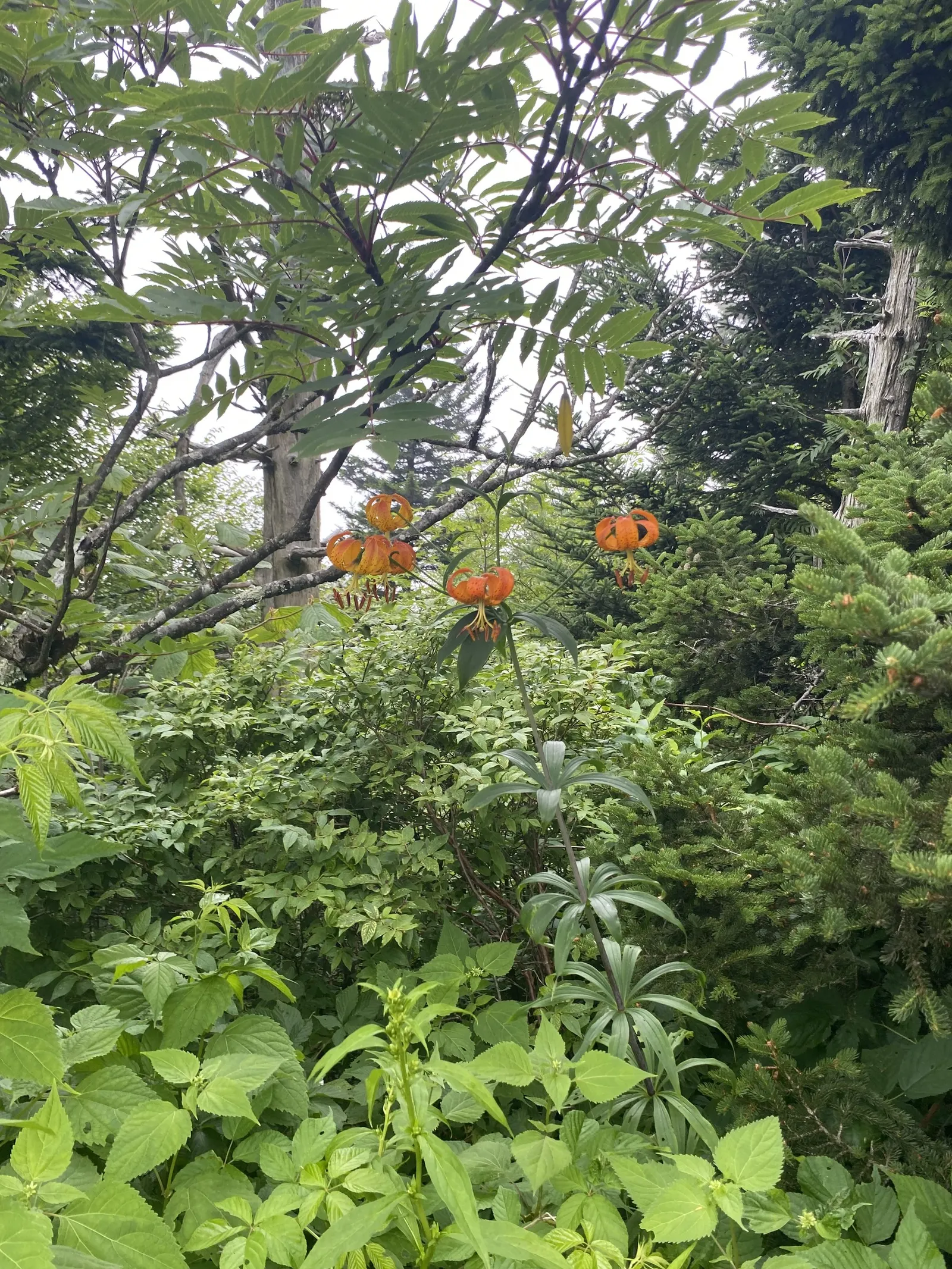 Turkscap Lily (Lilium Superbum) — This lily prefers slightly acidic to neutral pH soils