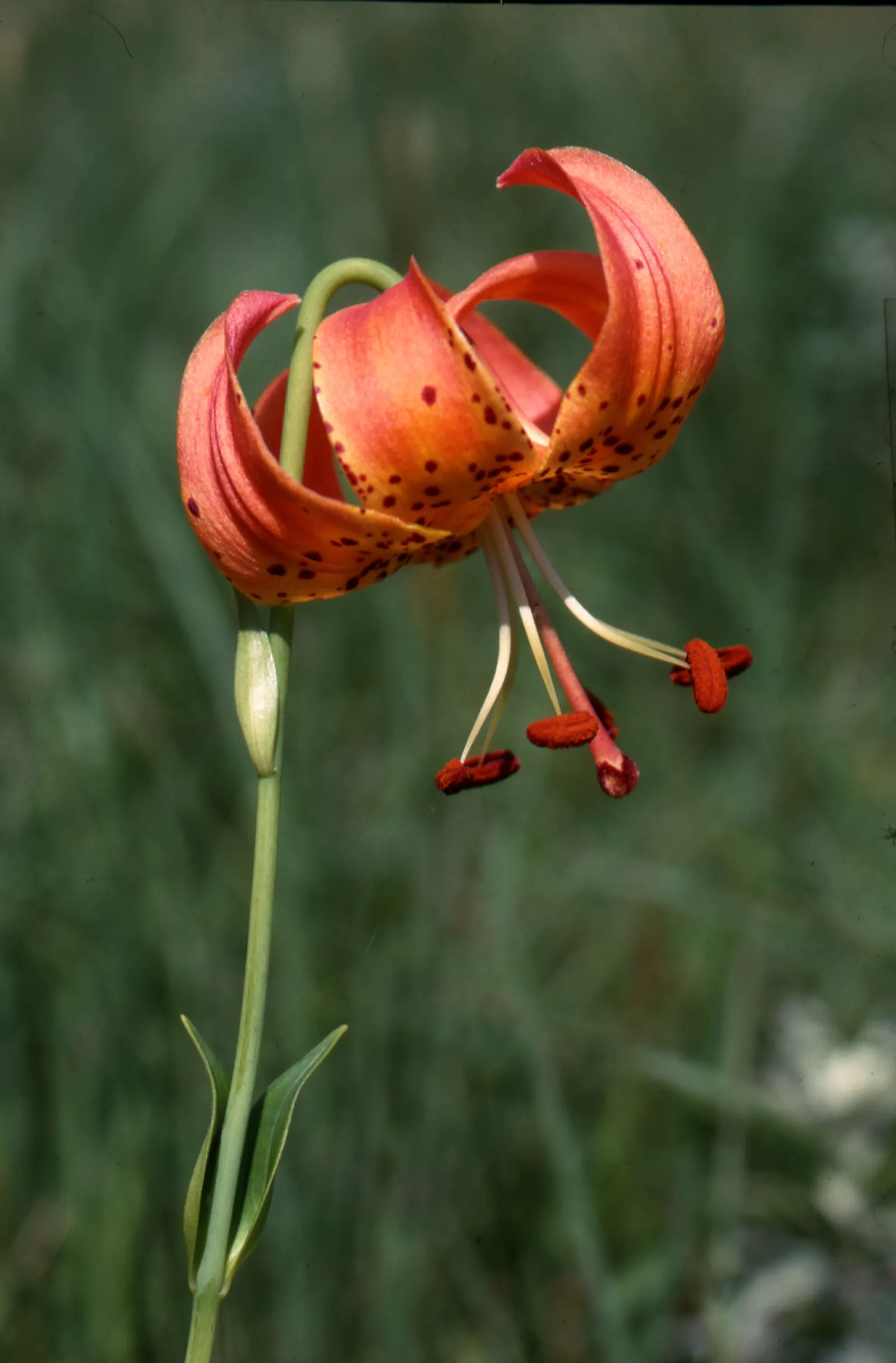 Turkscap Lily (Lilium Superbum) — <br><br>It boasts lance-shaped leaves that whorl around the sturdy stem
