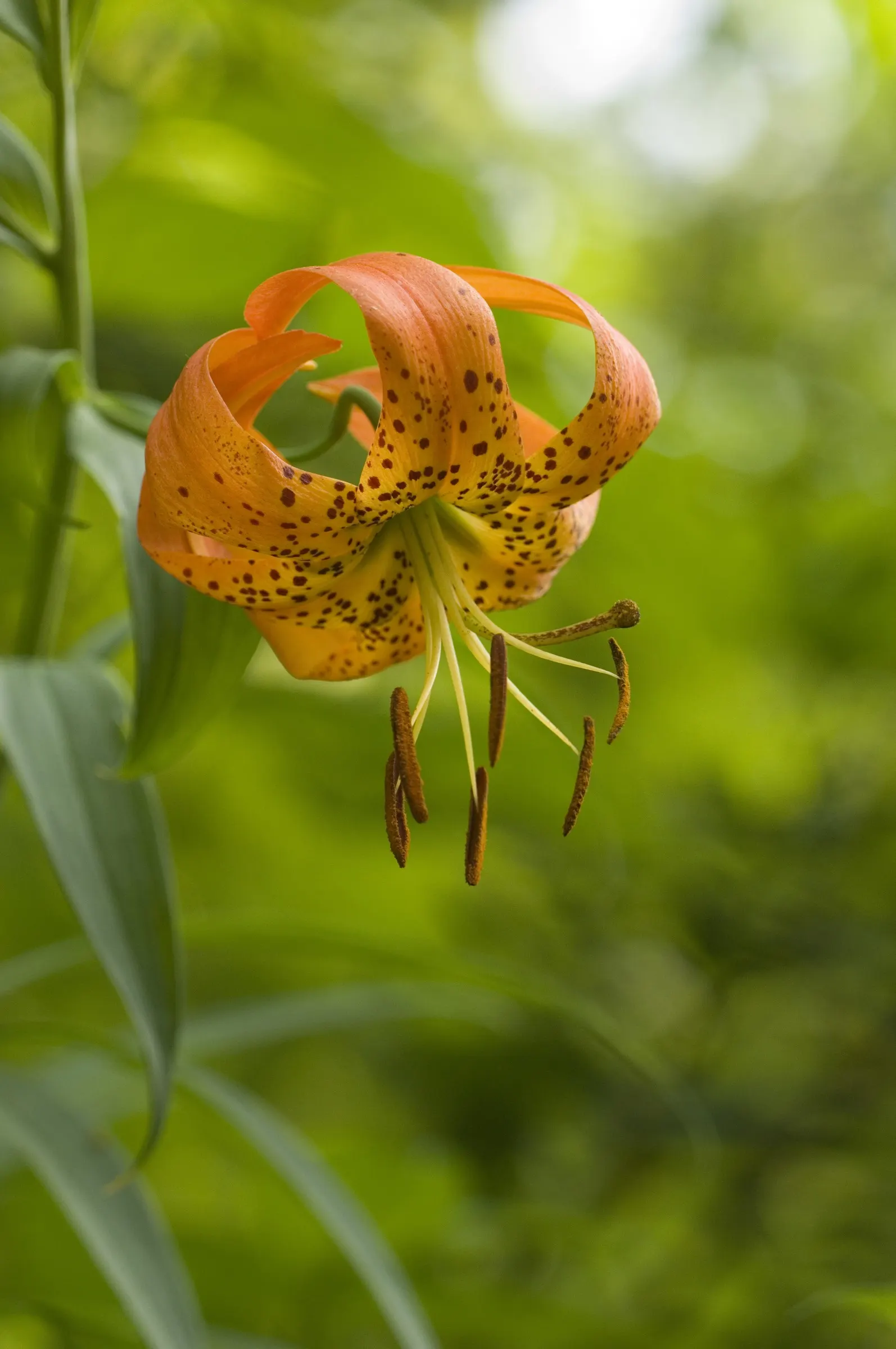 Turkscap Lily (Lilium Superbum) — The petals are spotted with rich maroon; recurved petals speckled with purple spots