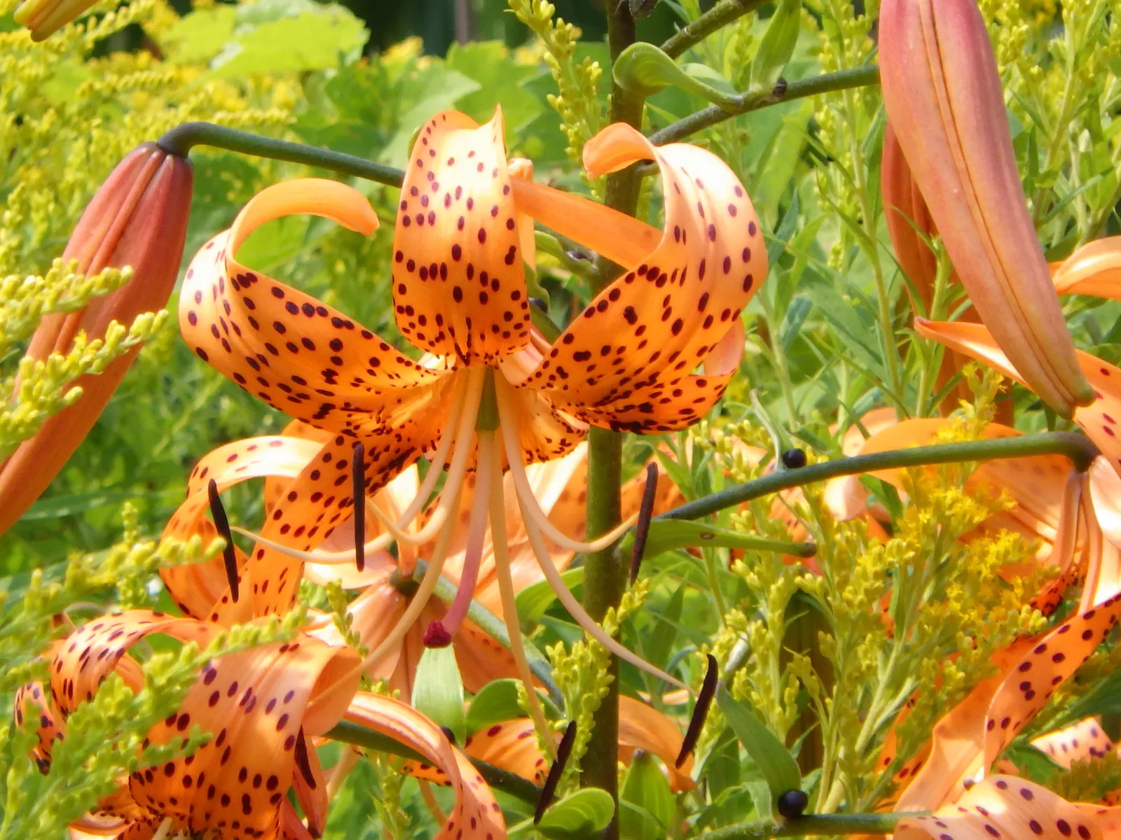 Turkscap Lily (Lilium Superbum) — It's ideal for adding vertical interest in borders or as a naturalizing woodland garden specimen; that adds a dramatic and