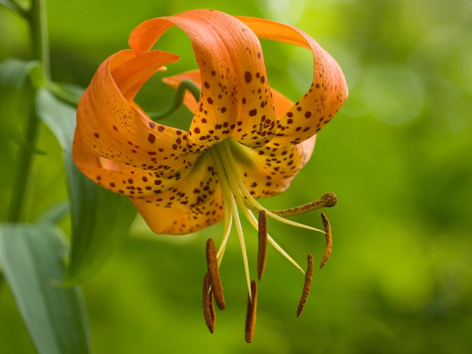 Turkscap Lily (Lilium Superbum) — providing ecological benefits in addition to their aesthetic value; native to eastern North America