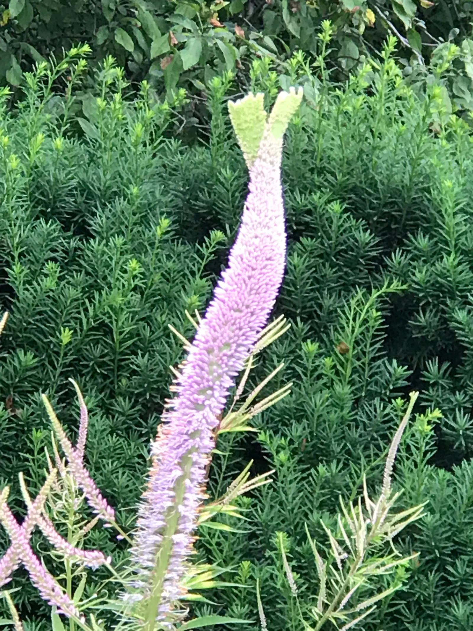 Culver's Root (Veronicastrum Virginicum) — ensure that you understand your climate zone to guarantee Culver's Root will thrive in your client's garden