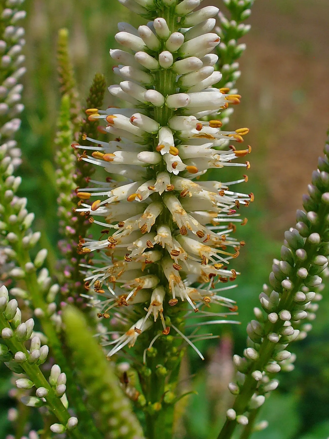 Culver's Root (Veronicastrum Virginicum) — where its ecological benefits and graceful charm will be most appreciated.<br><br>As with all plantings; it's best